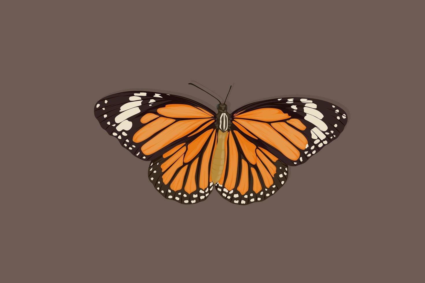 Beautiful orange butterfly hand drawing vector