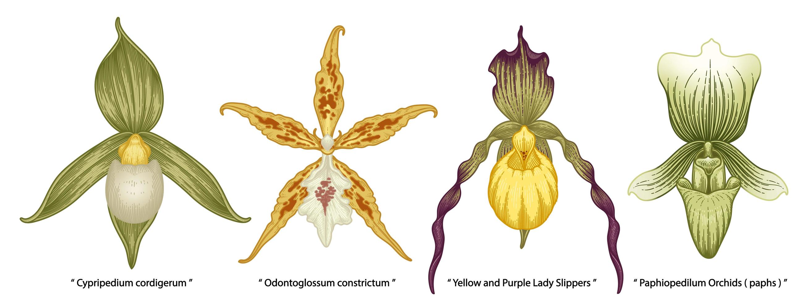 Hand drawn orchid botanical set vector