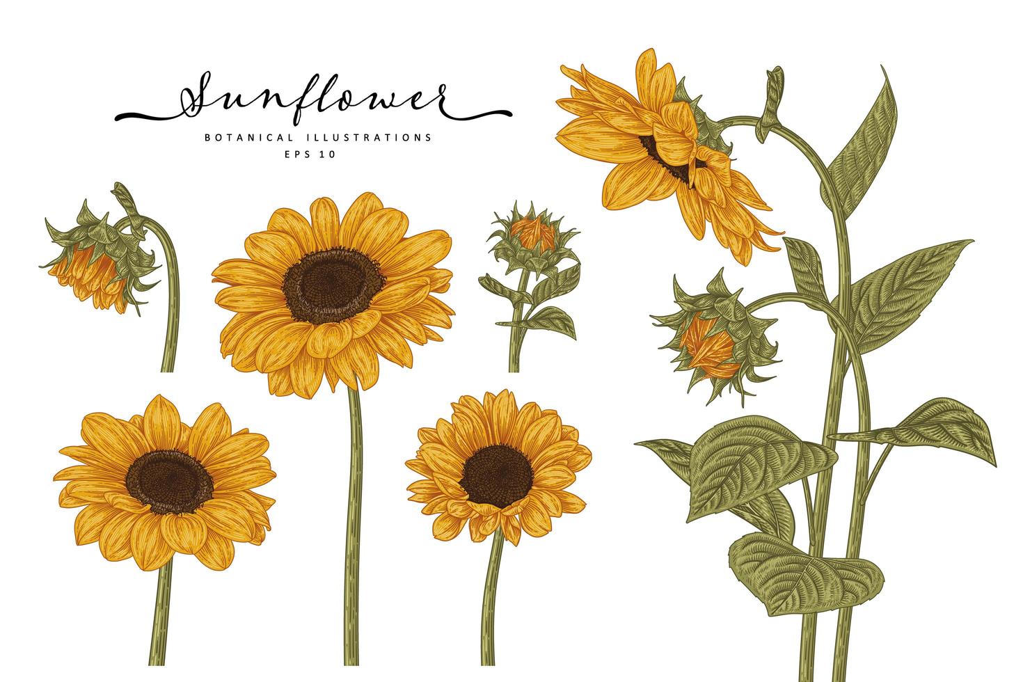 Sunflower hand drawn botanical set vector