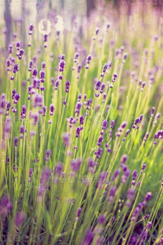 Blooming lavender in the garden photo