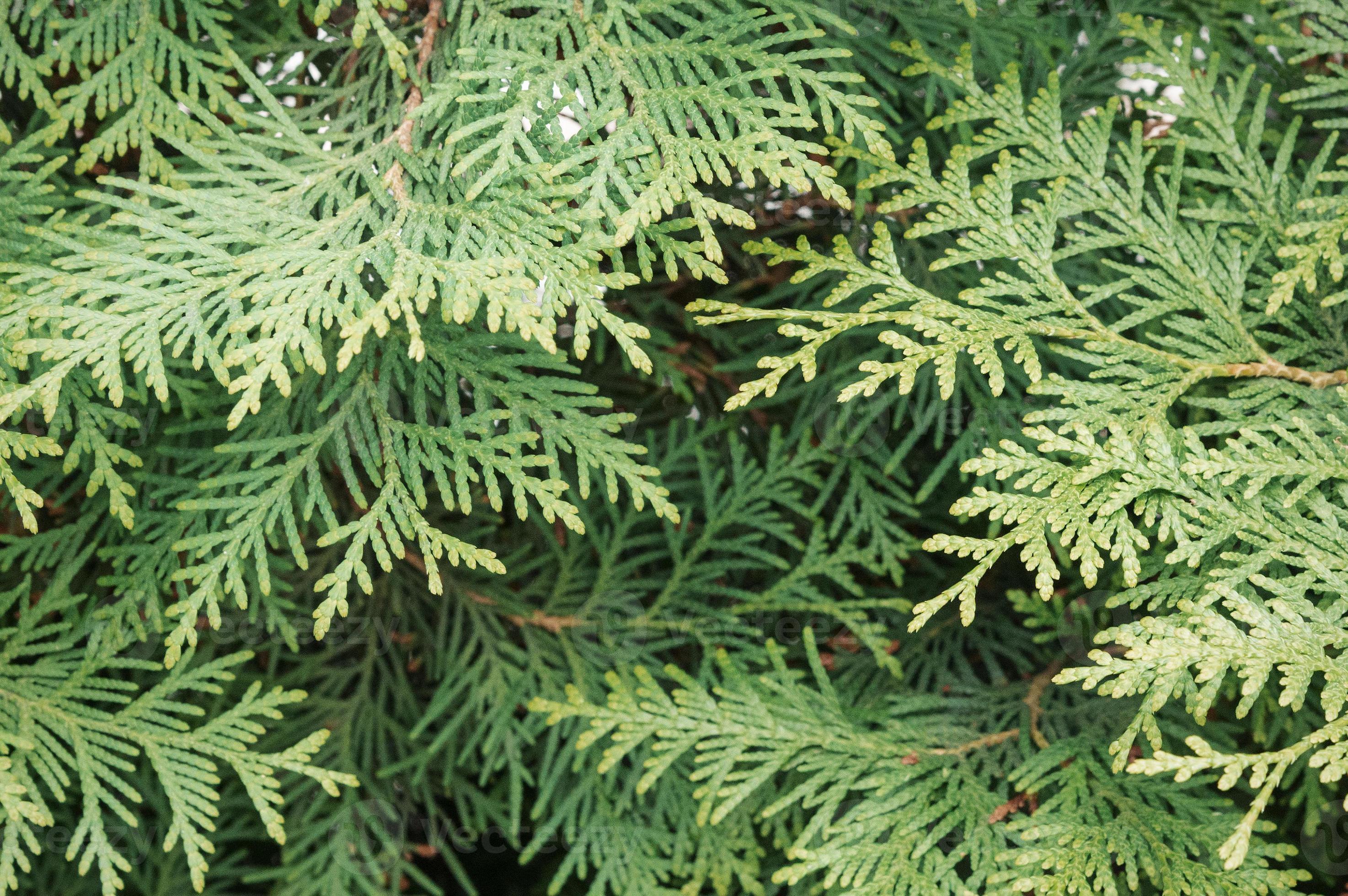 Juniper background 1314564 Stock Photo at Vecteezy