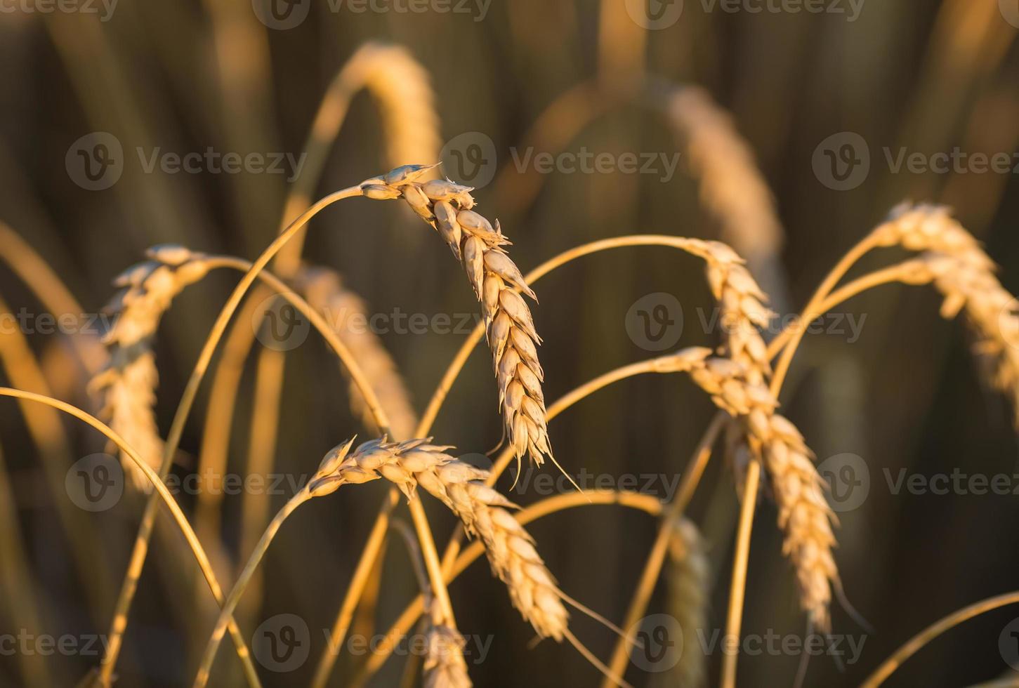 espigas de trigo dorado bajo el cielo foto