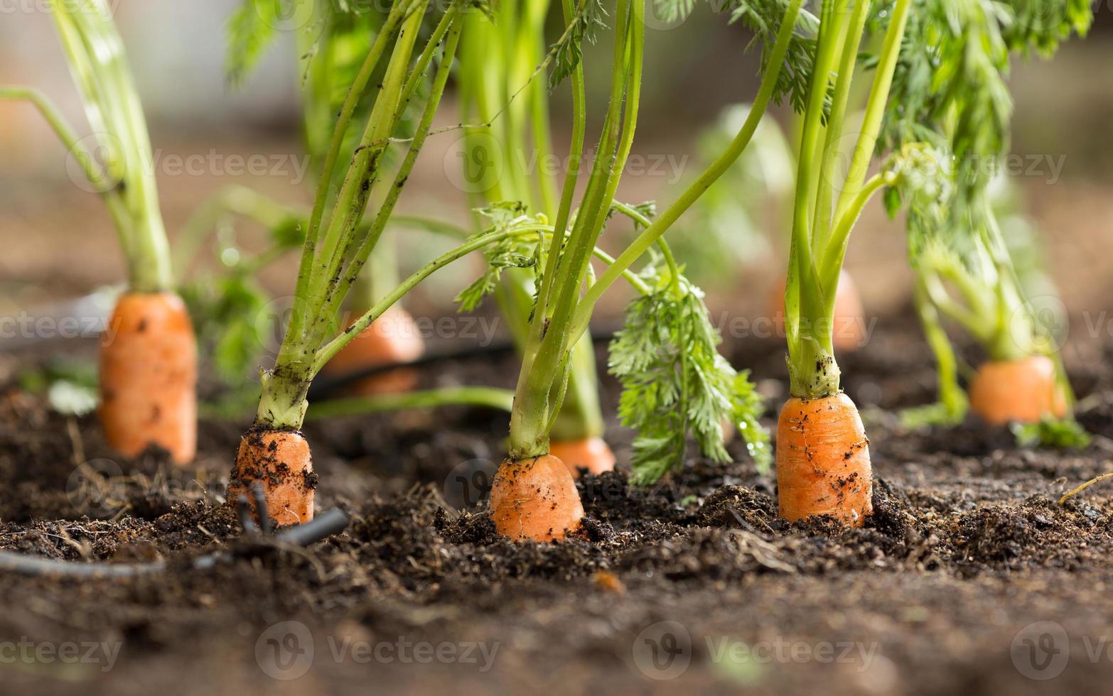 пастернак посевной. сабзи экиш. корневище хрена. сажаем корнеплоды. корень хрена.