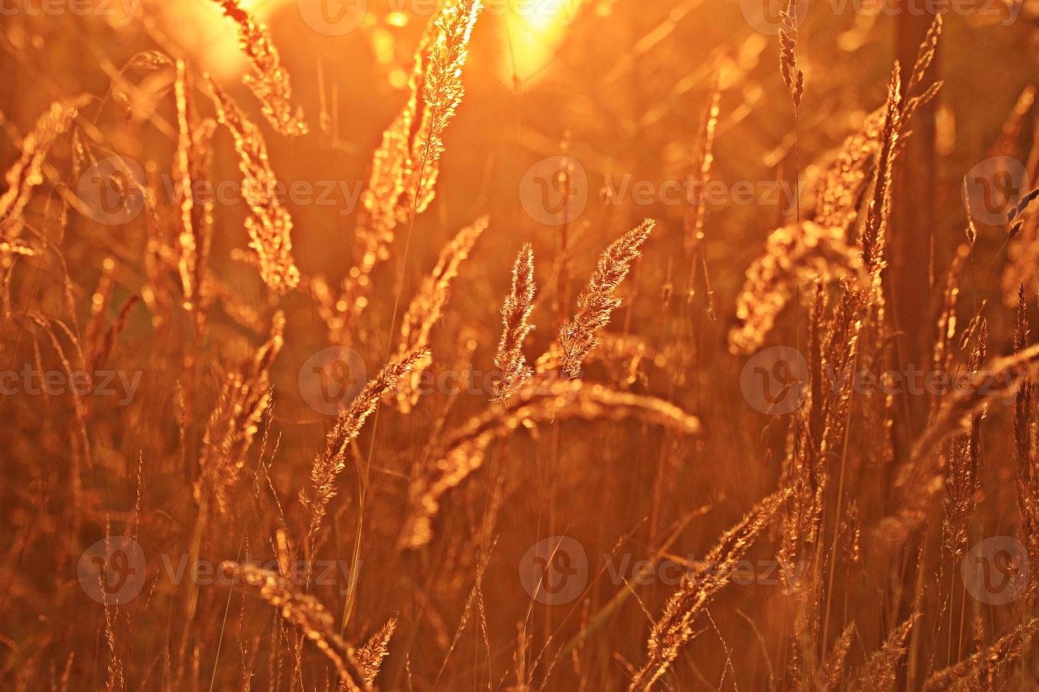 fondo de campo de hierba resplandor atardecer de verano foto
