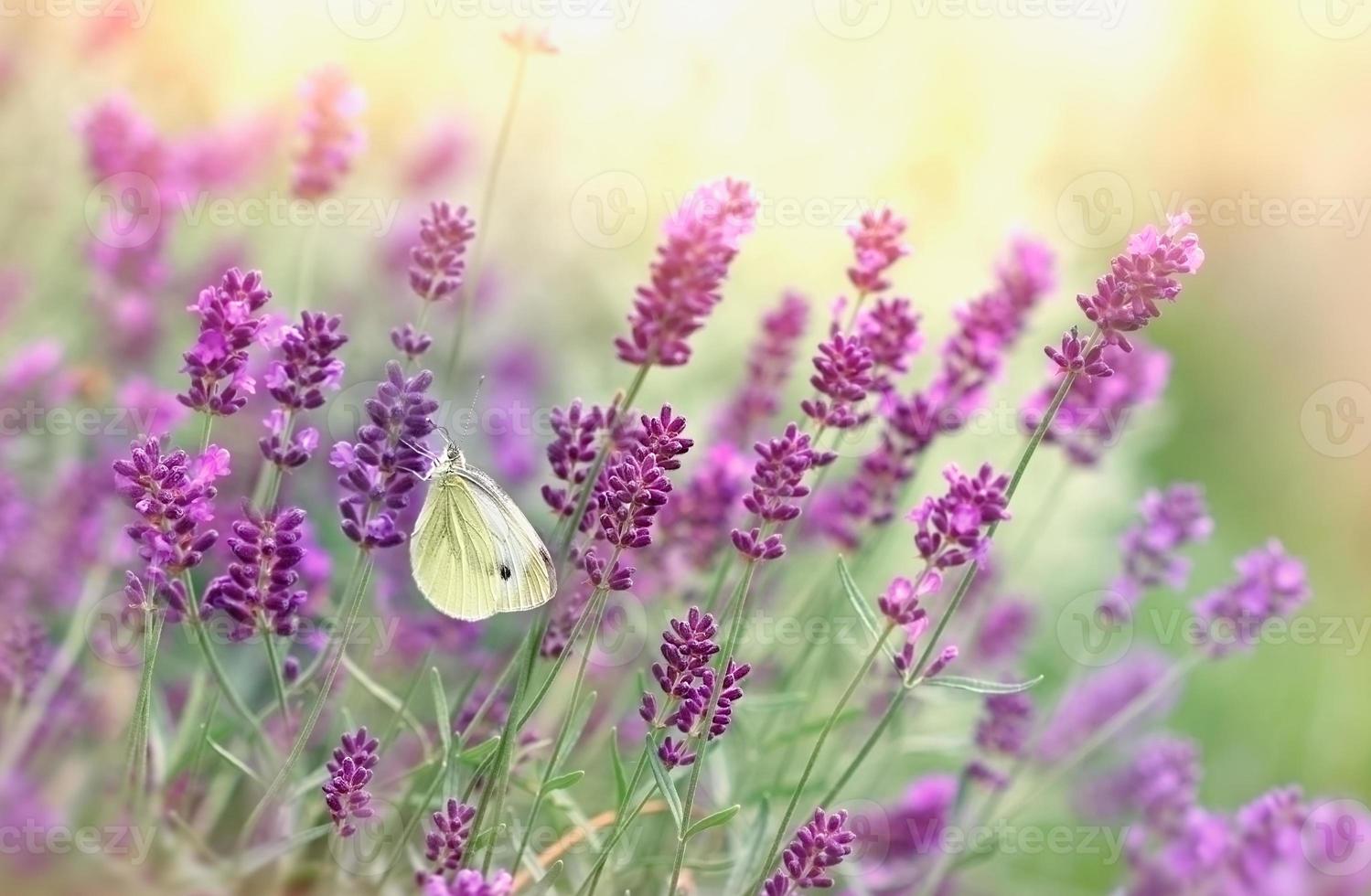 mariposa en flor de lavanda foto