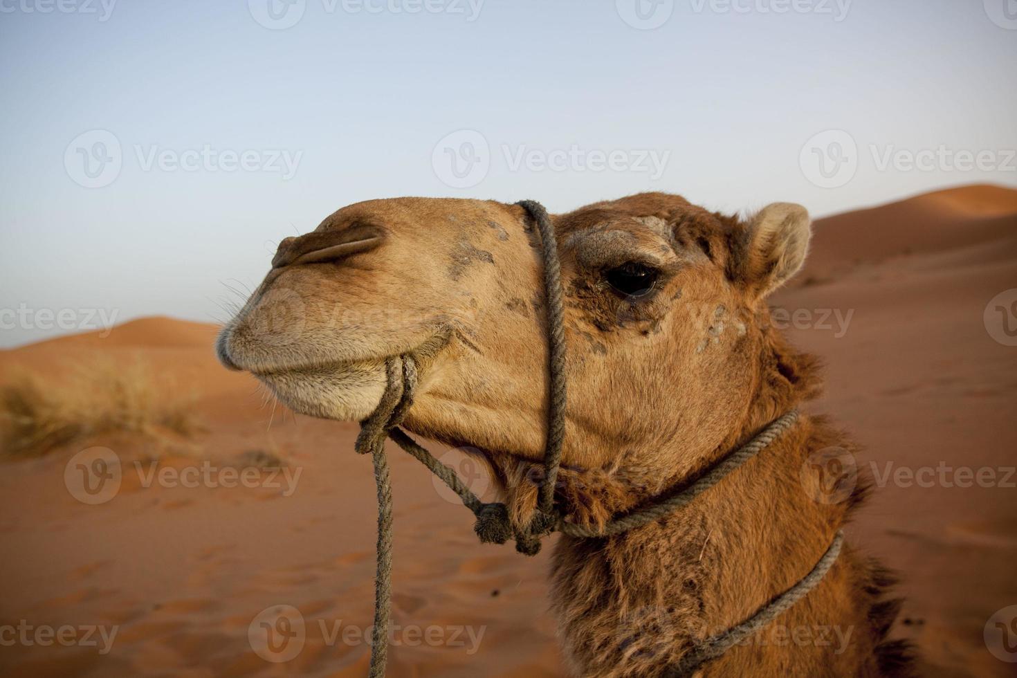 camello del sahara foto