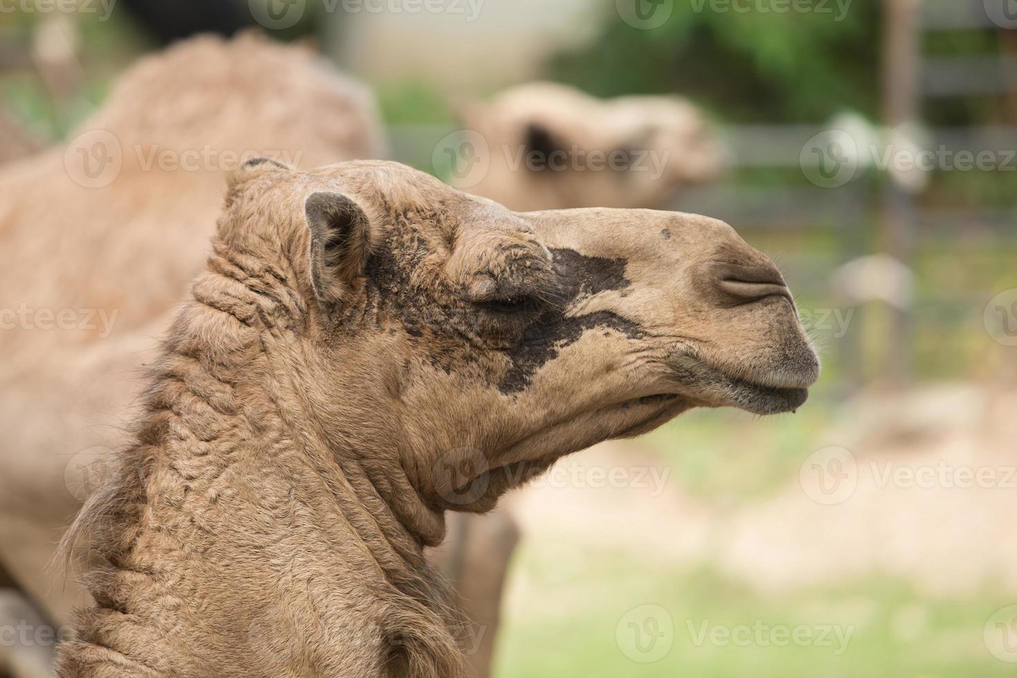 Retratos de un camello africano de color marrón. foto