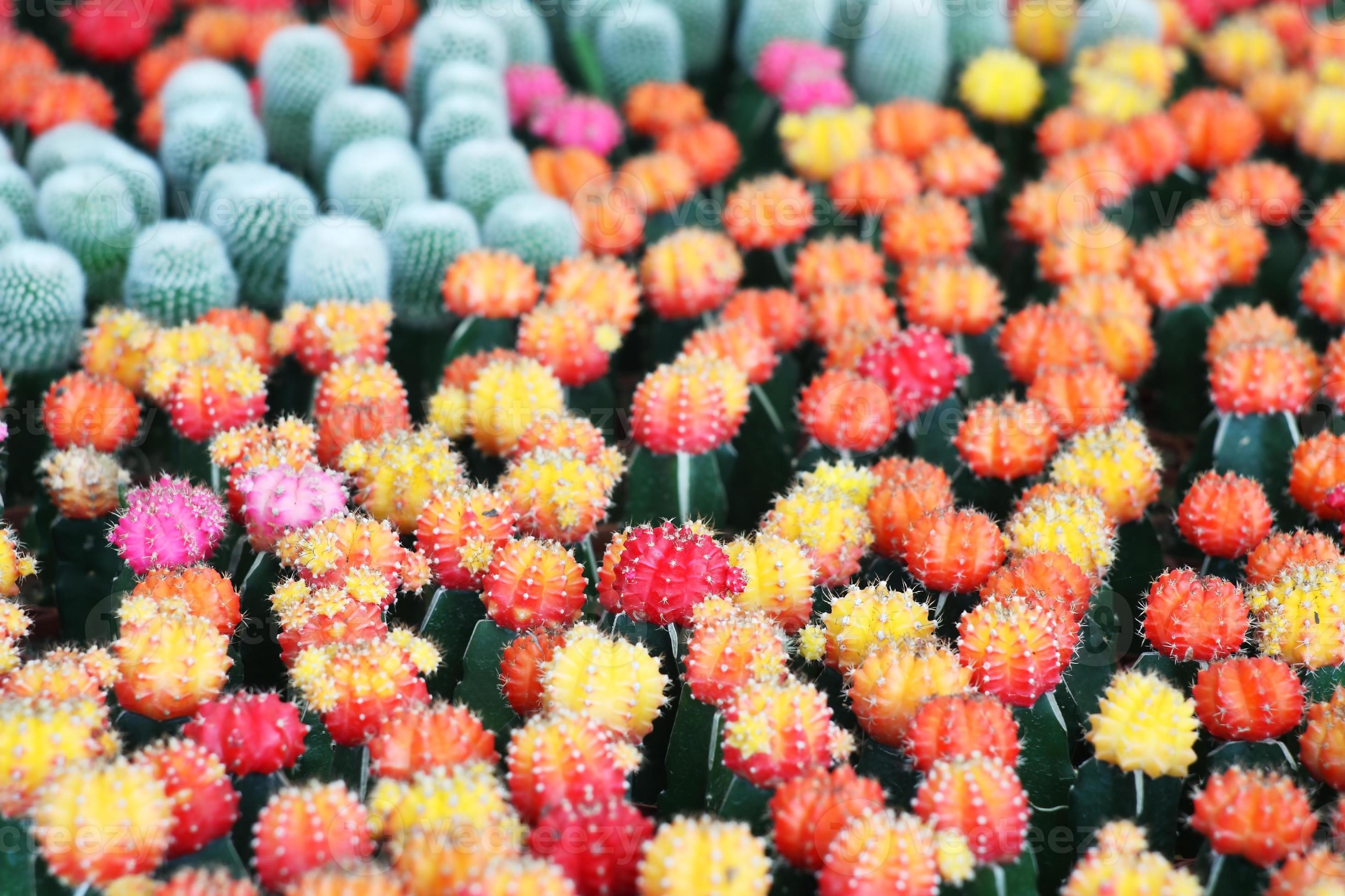 cactus de colores. foto