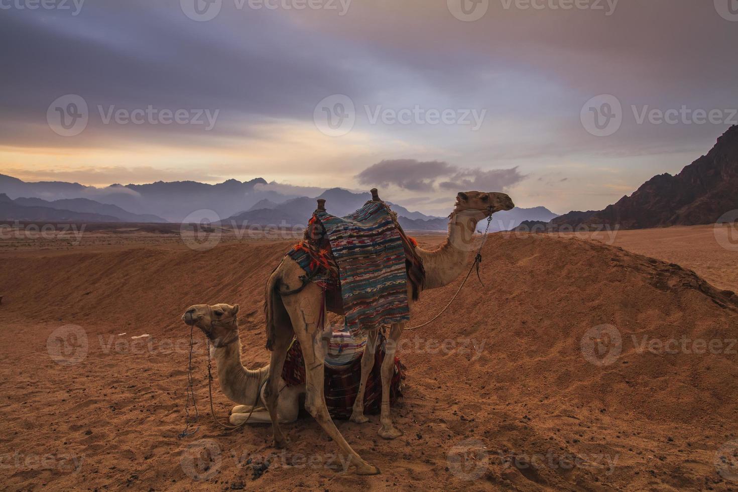 camellos en el fondo del desierto y las montañas. Egipto. foto