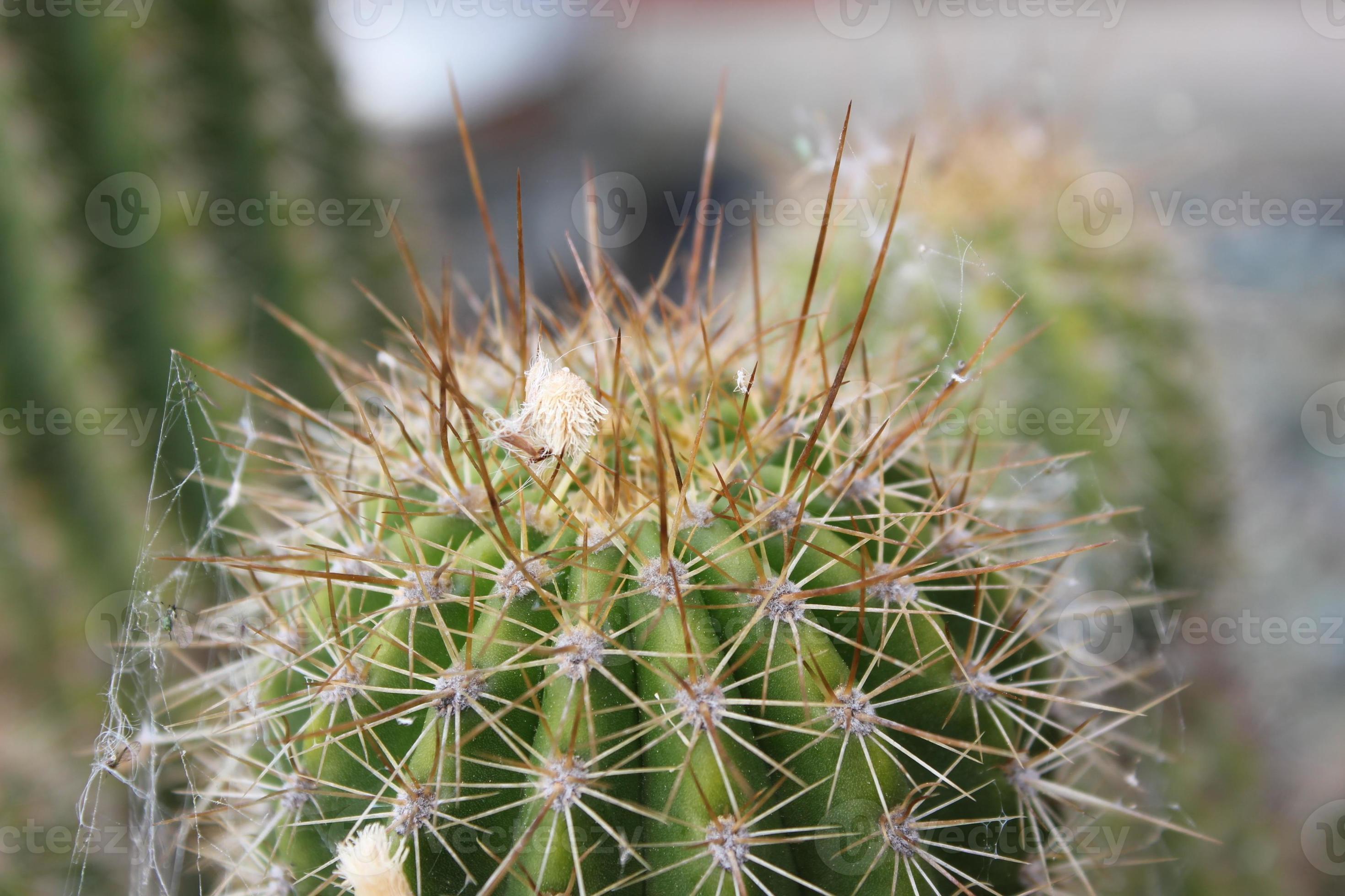 Up close of spiderweb covered cactus 1317017 Stock Photo at Vecteezy