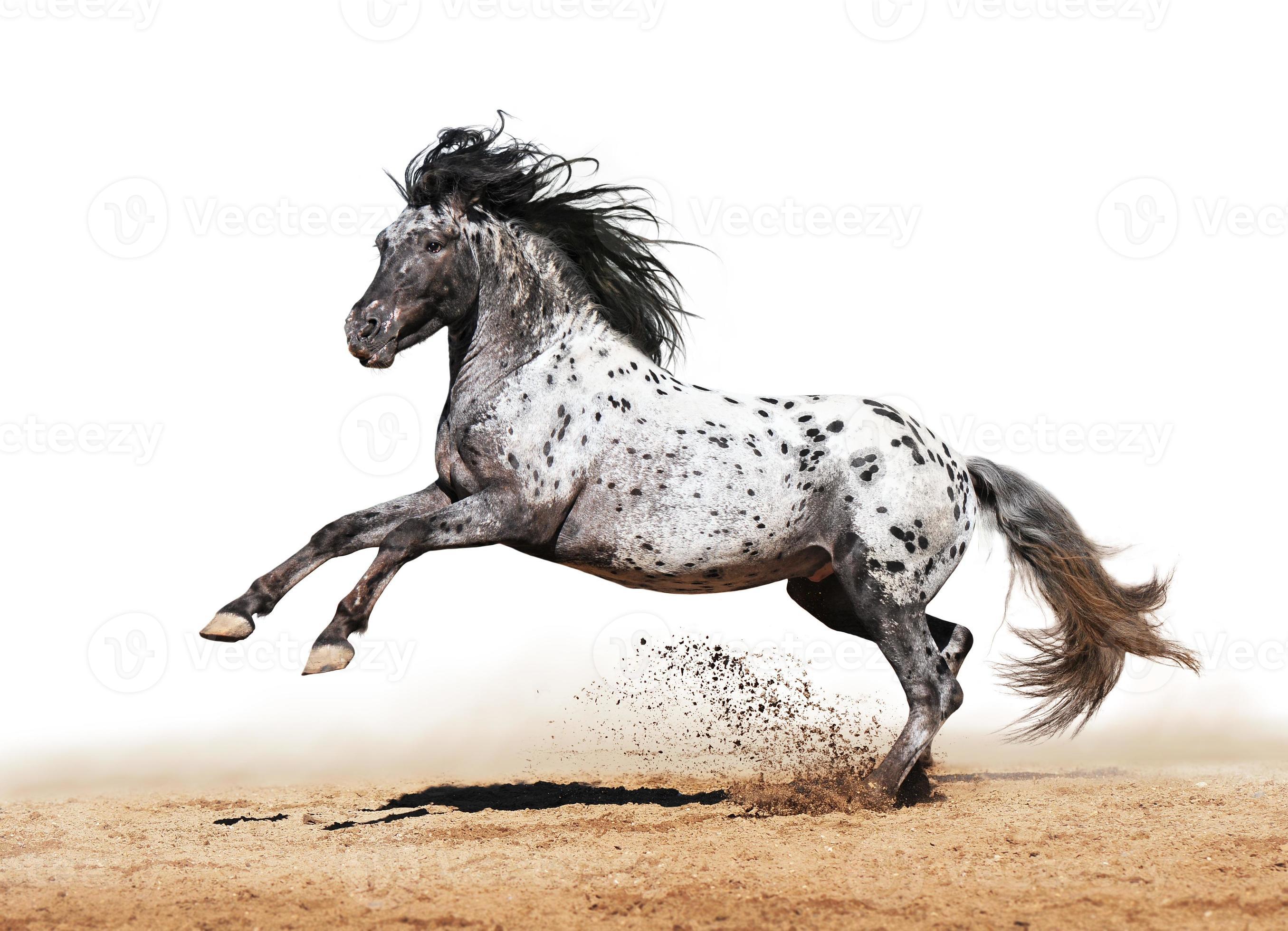 Appaloosa hi-res stock photography and images - Alamy