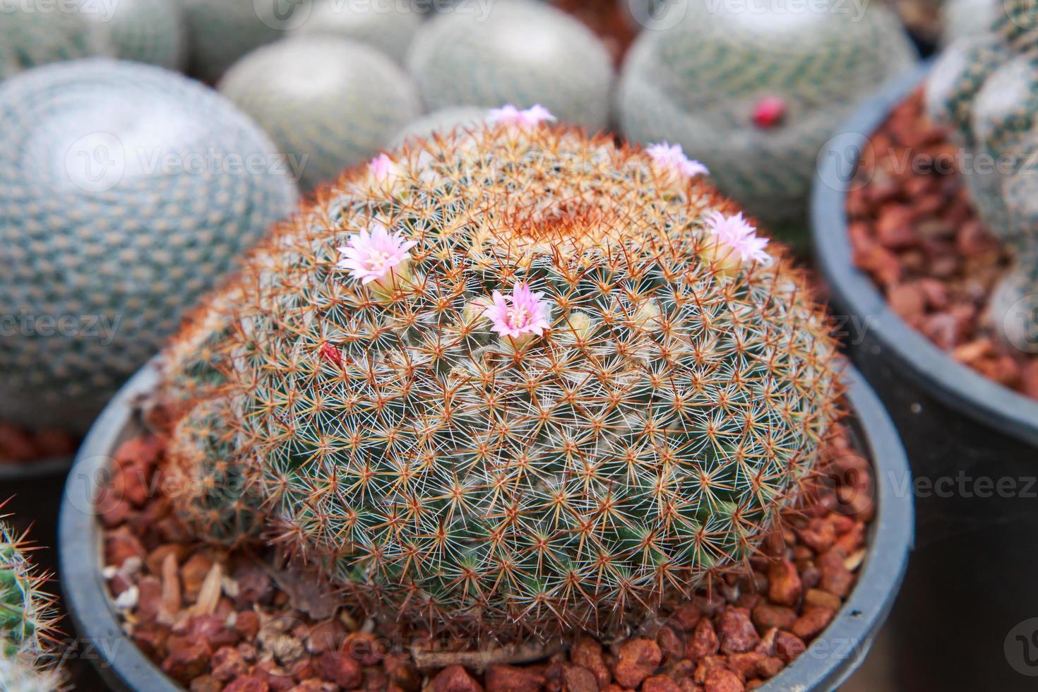 pequeña flor de cactus rosa foto