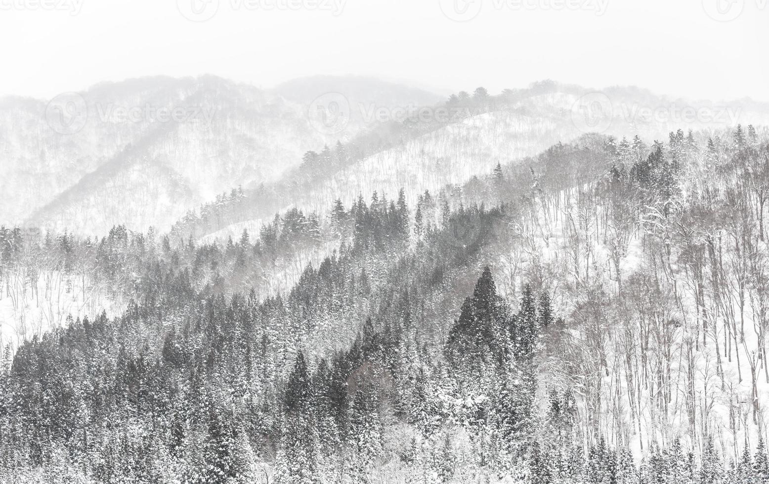 forest Snowfall photo