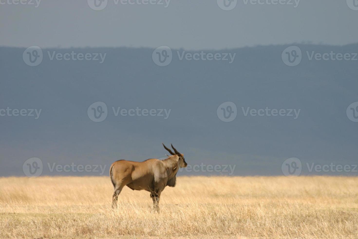 Common Eland (Taurotragus oryx) Antelope, Ngorongoro, Tanzania photo