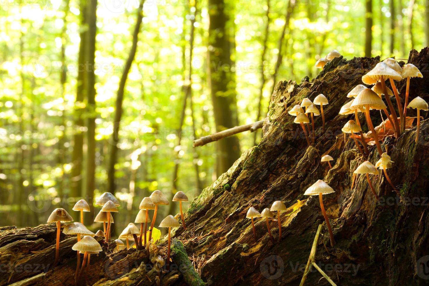 hongos del bosque foto