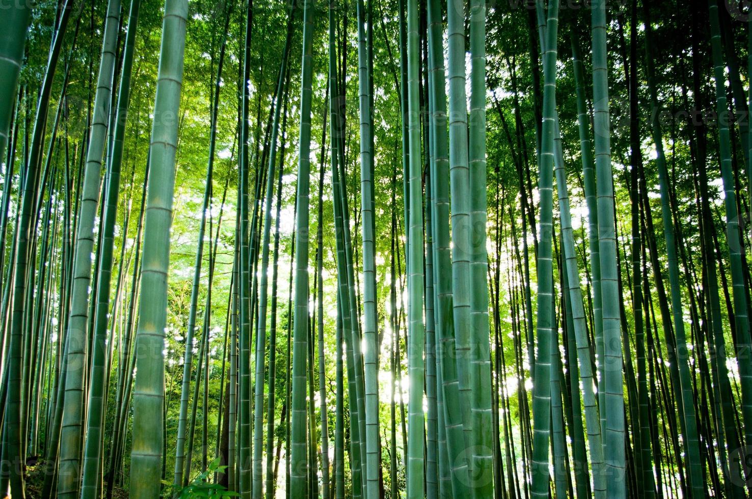 bamboo forest photo