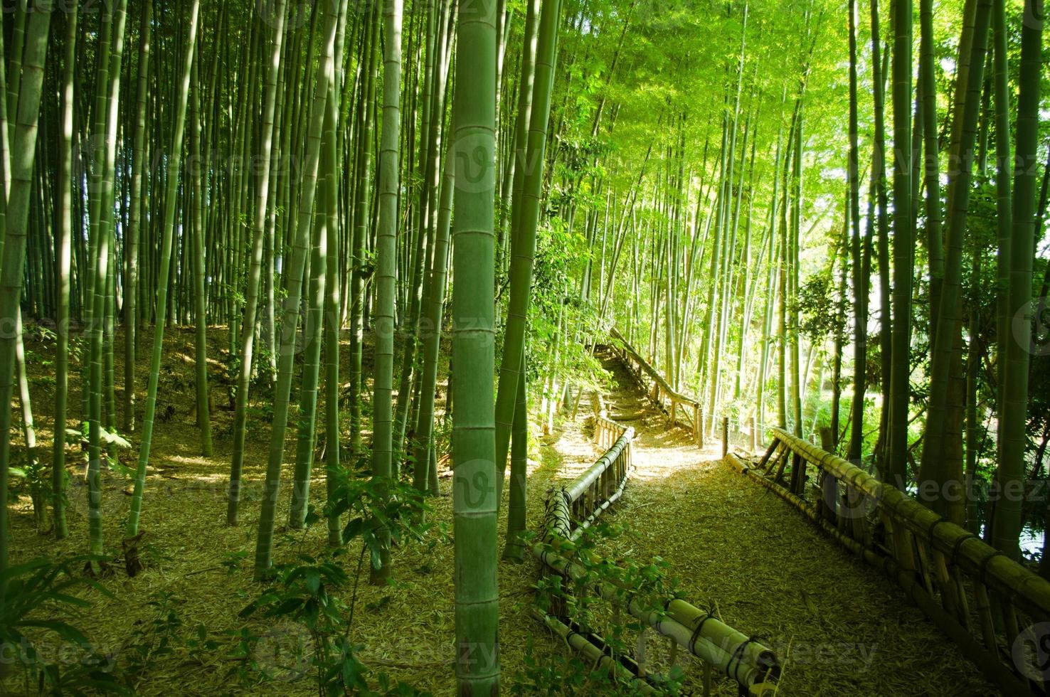 Bamboo Forest Way photo