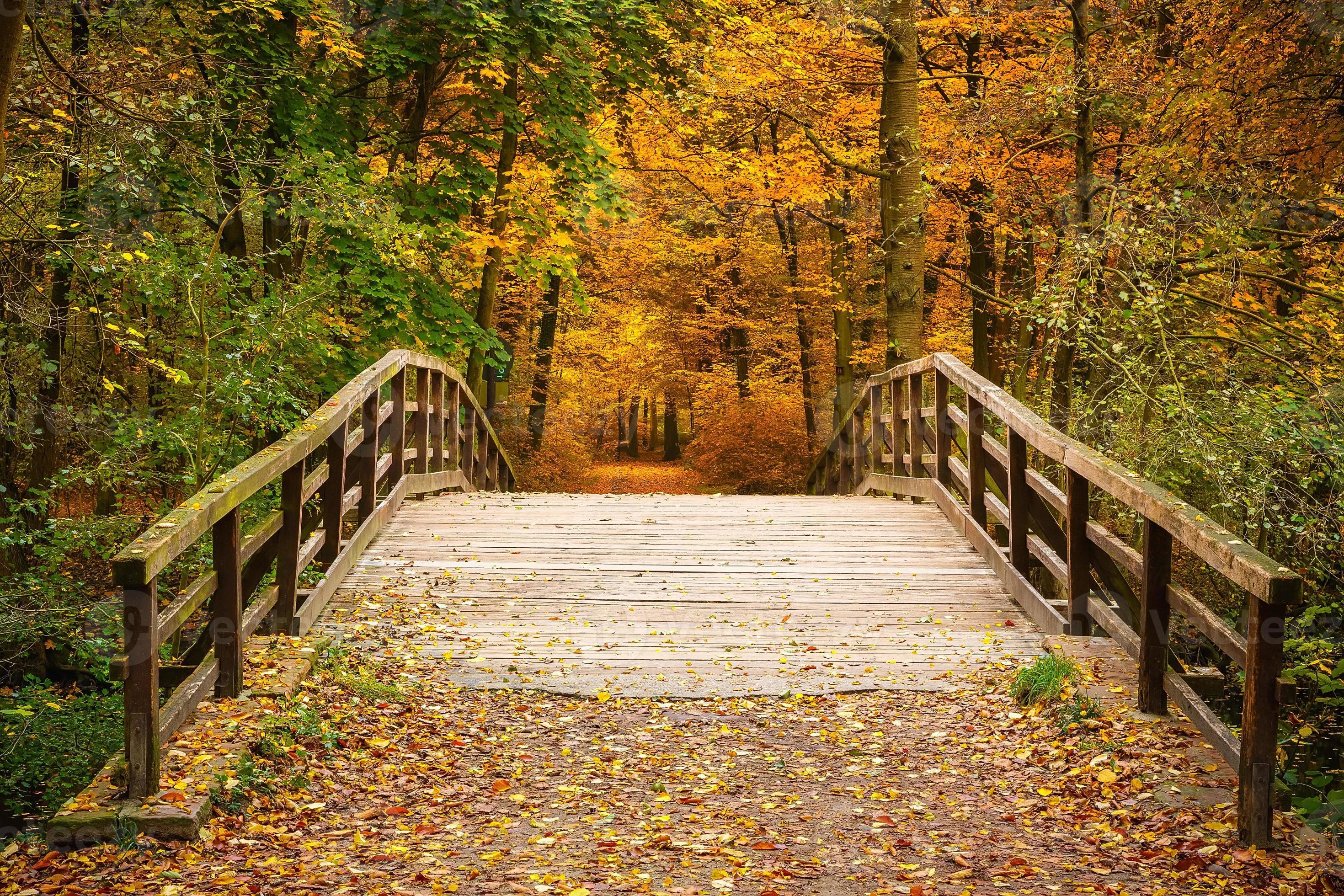 Bridge In Autumn Forest Stock Photo At Vecteezy