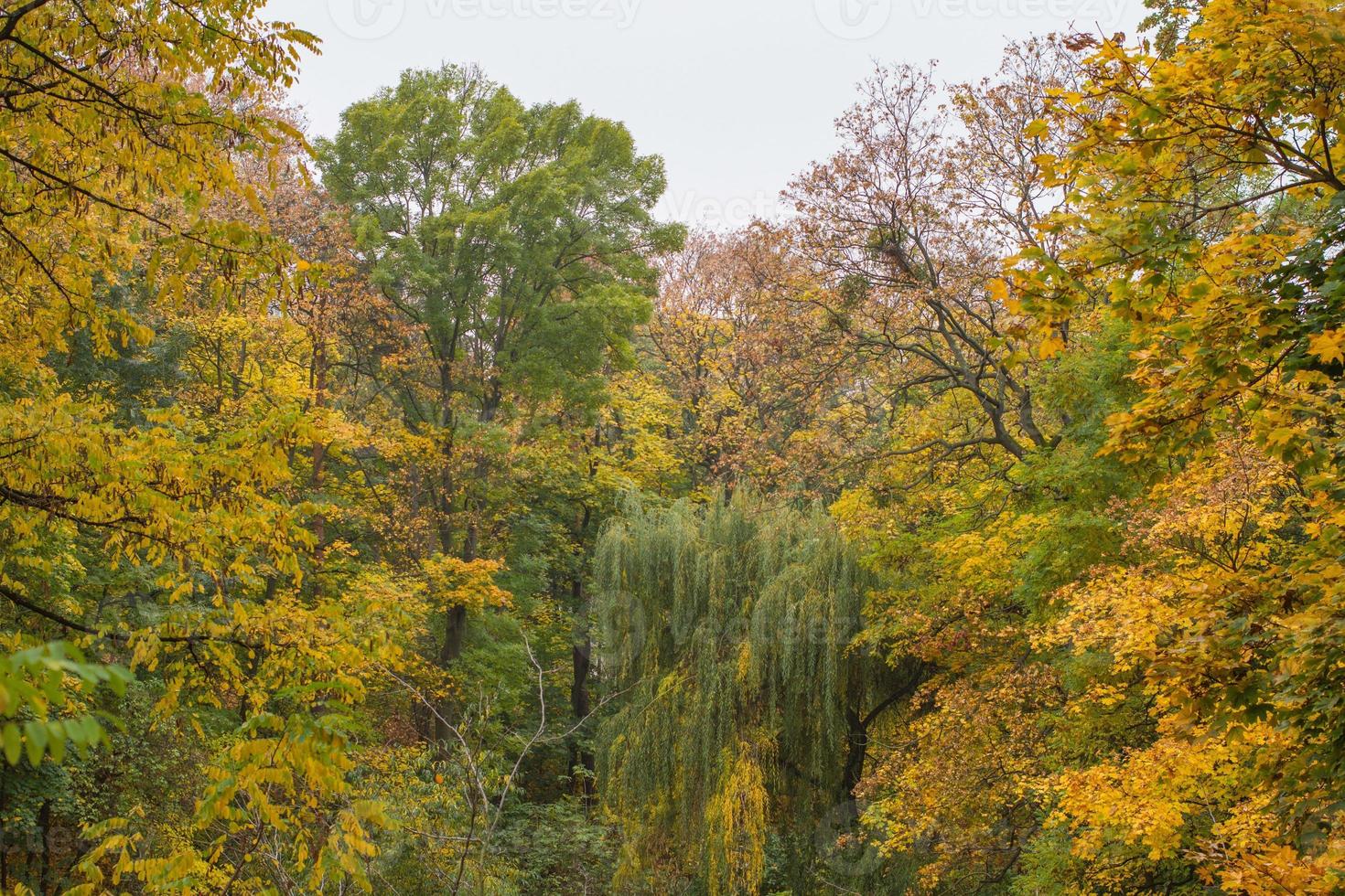 Autumn forest photo