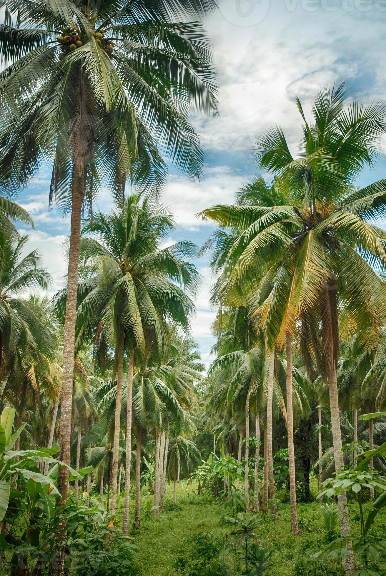 Coconut tree forest 1318563 Stock Photo at Vecteezy