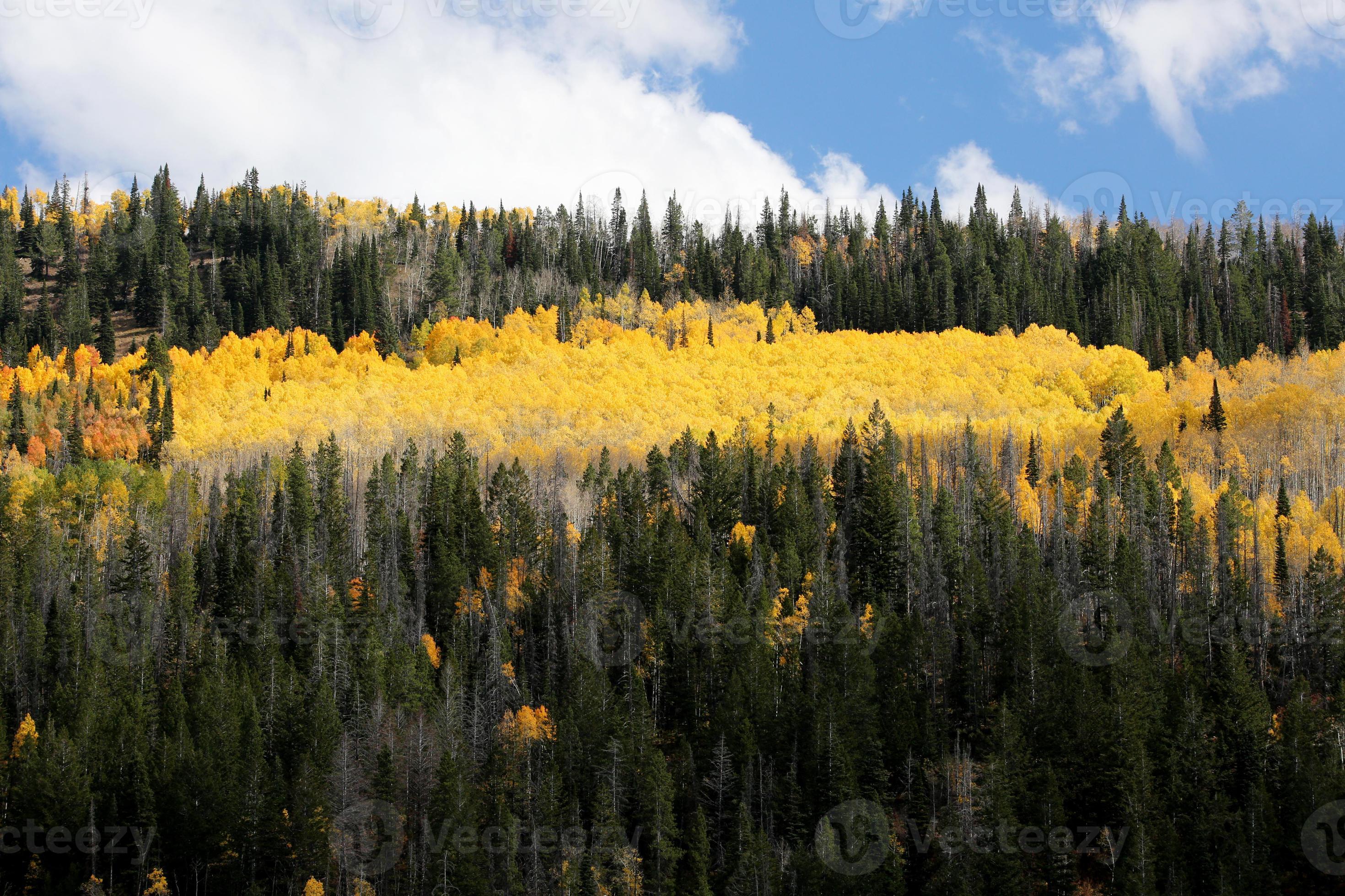 colores de otoño brillantes bosque de álamo temblón foto