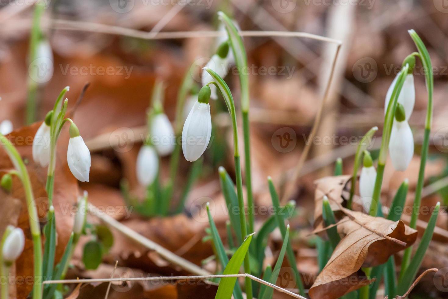 Snowdrop flowers in a forest photo