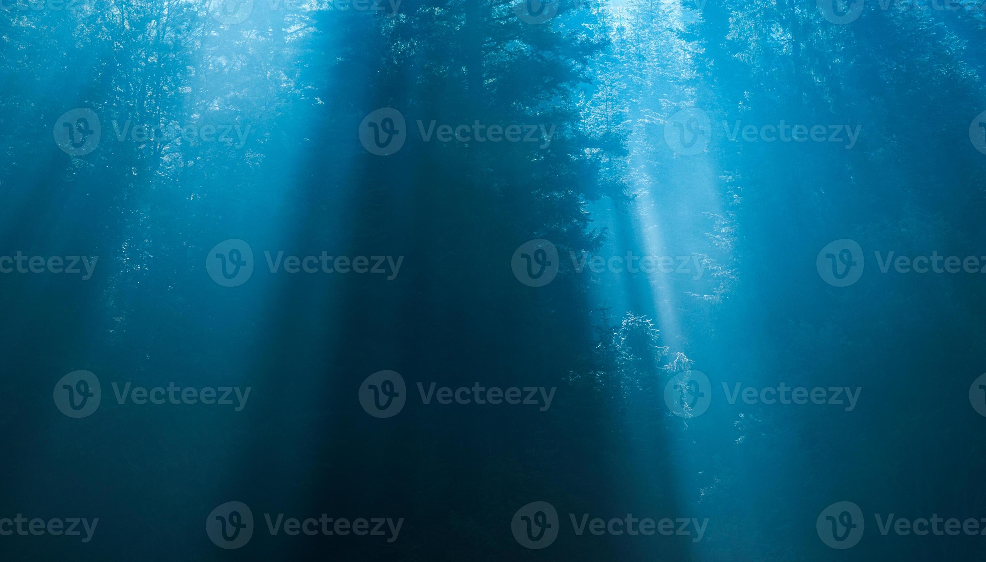 Mysterious Forest In The Fog Stock Photo Mysterious Forest In The Fog Stock Photo