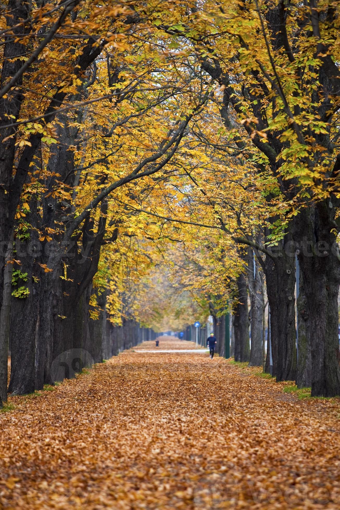 autumn forest trail / alley with jogger photo