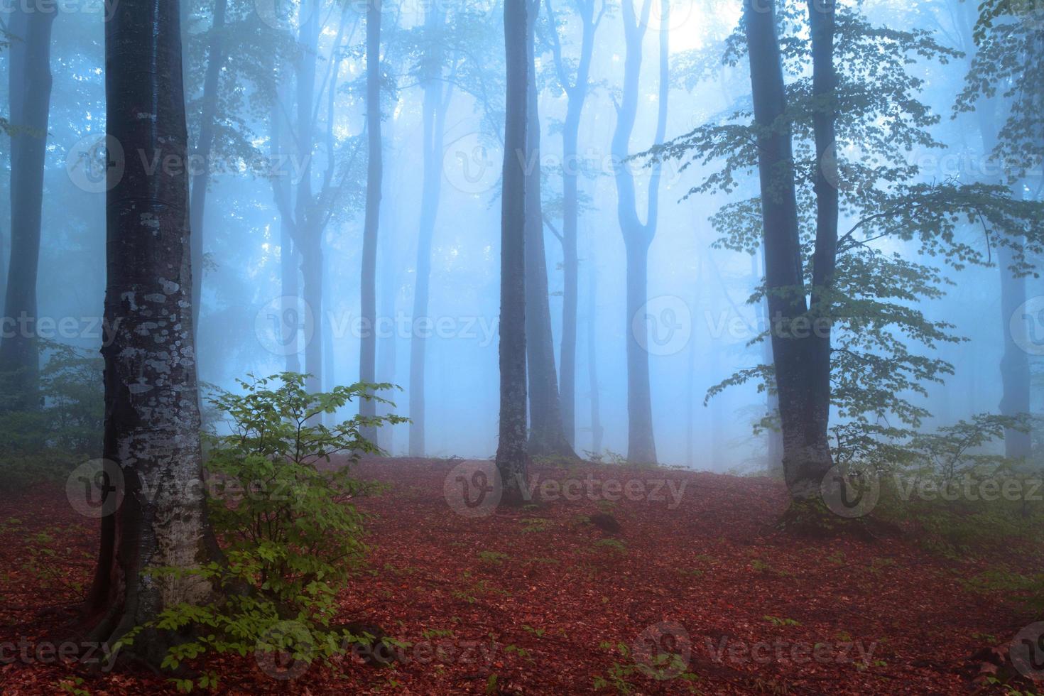 Fairy tale blue fog into the forest photo