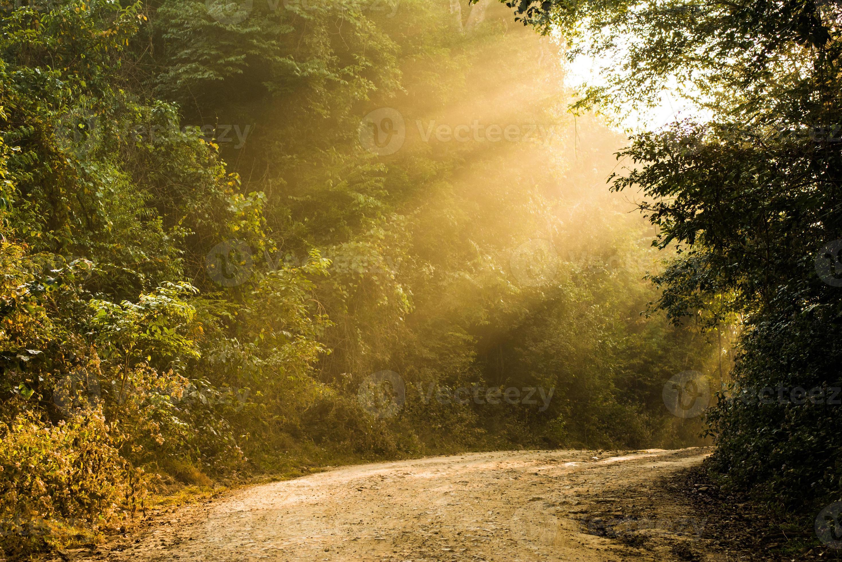Sunbeams In Colorful Autumn Forest Stock Photo
