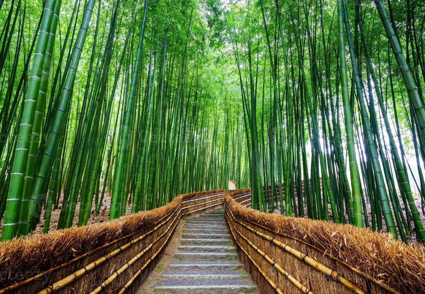 Camino al bosque de bambú, Arashiyama, Kioto, Japón 1319454 Foto de