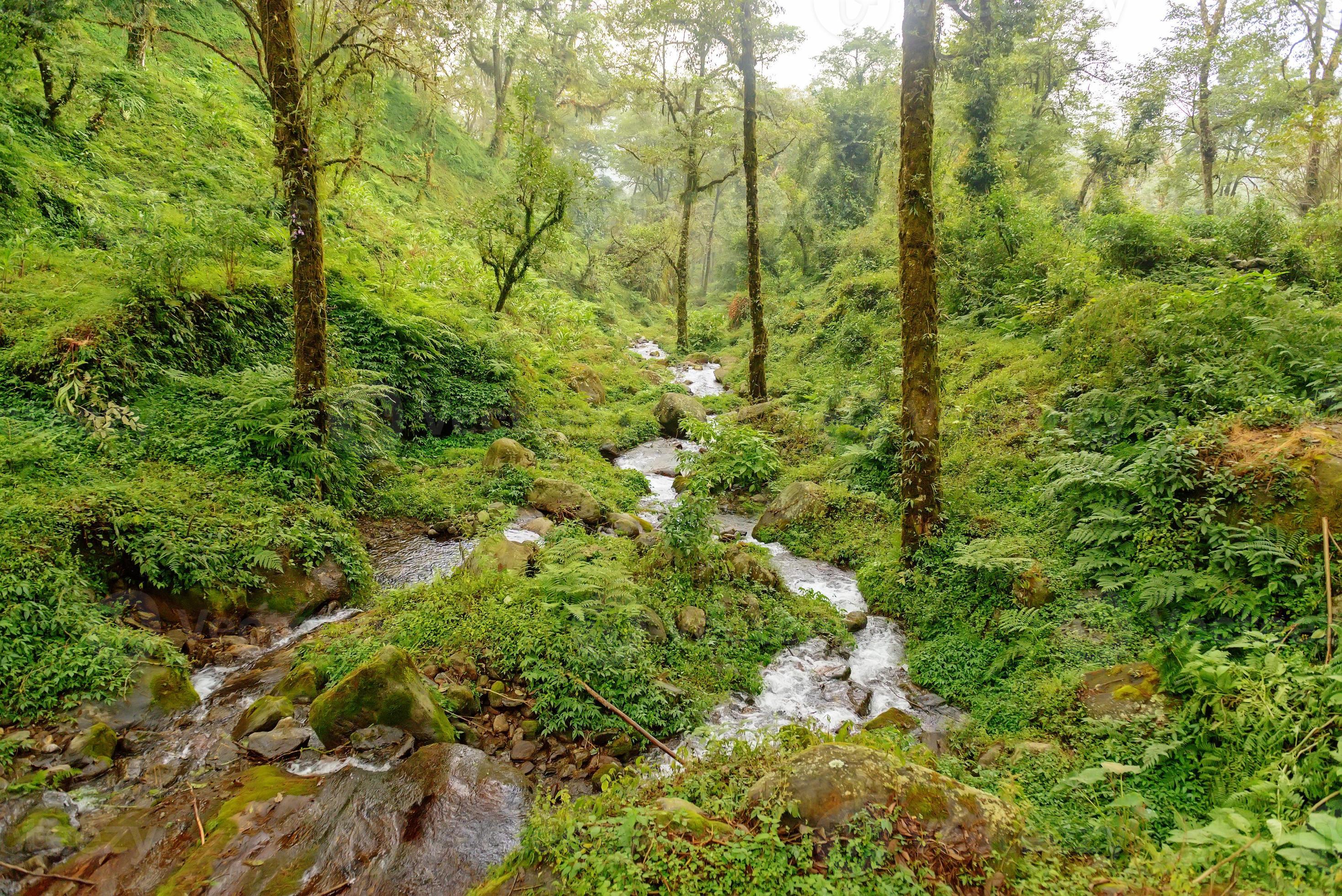Rain Forest In Sikkim India 1319542 Stock Photo At Vecteezy rain-forest-in-sikkim-india-1319542-stock-photo-at-vecteezy