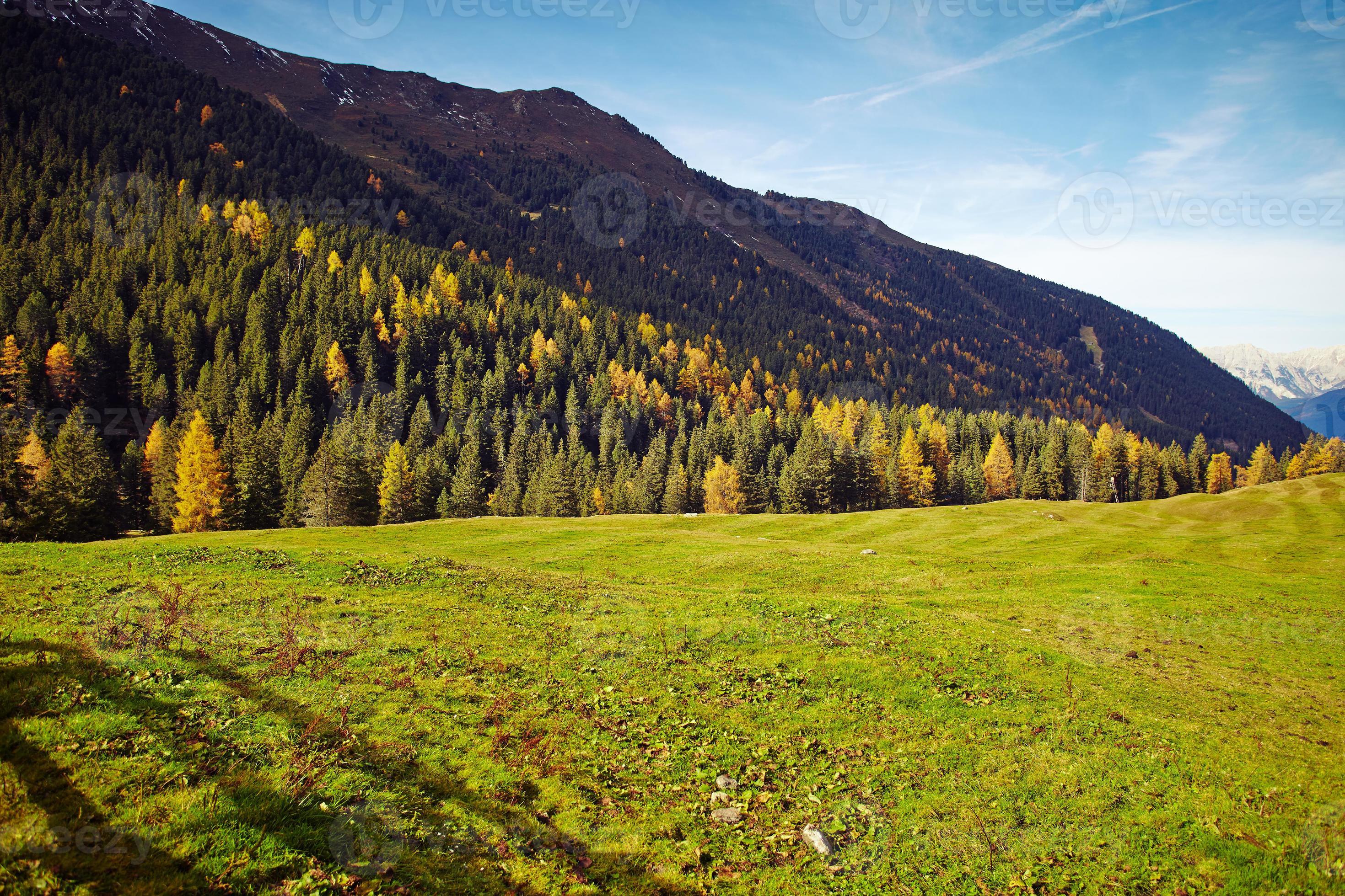 Open field with forest in the background 1319723 Stock Photo at Vecteezy