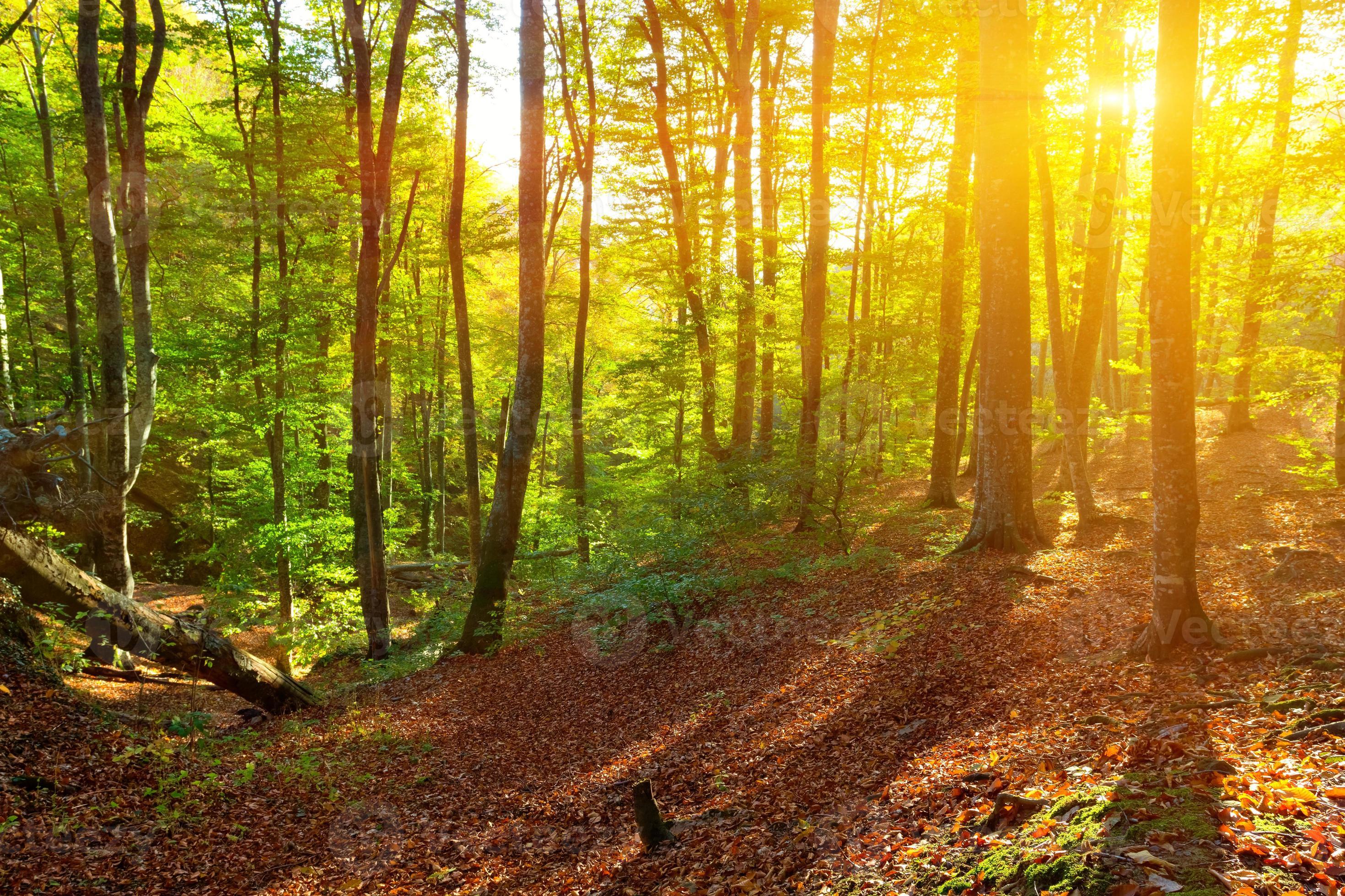 Summer Forest In A Rays Of Morning Sun 1319930 Stock Photo At Vecteezy