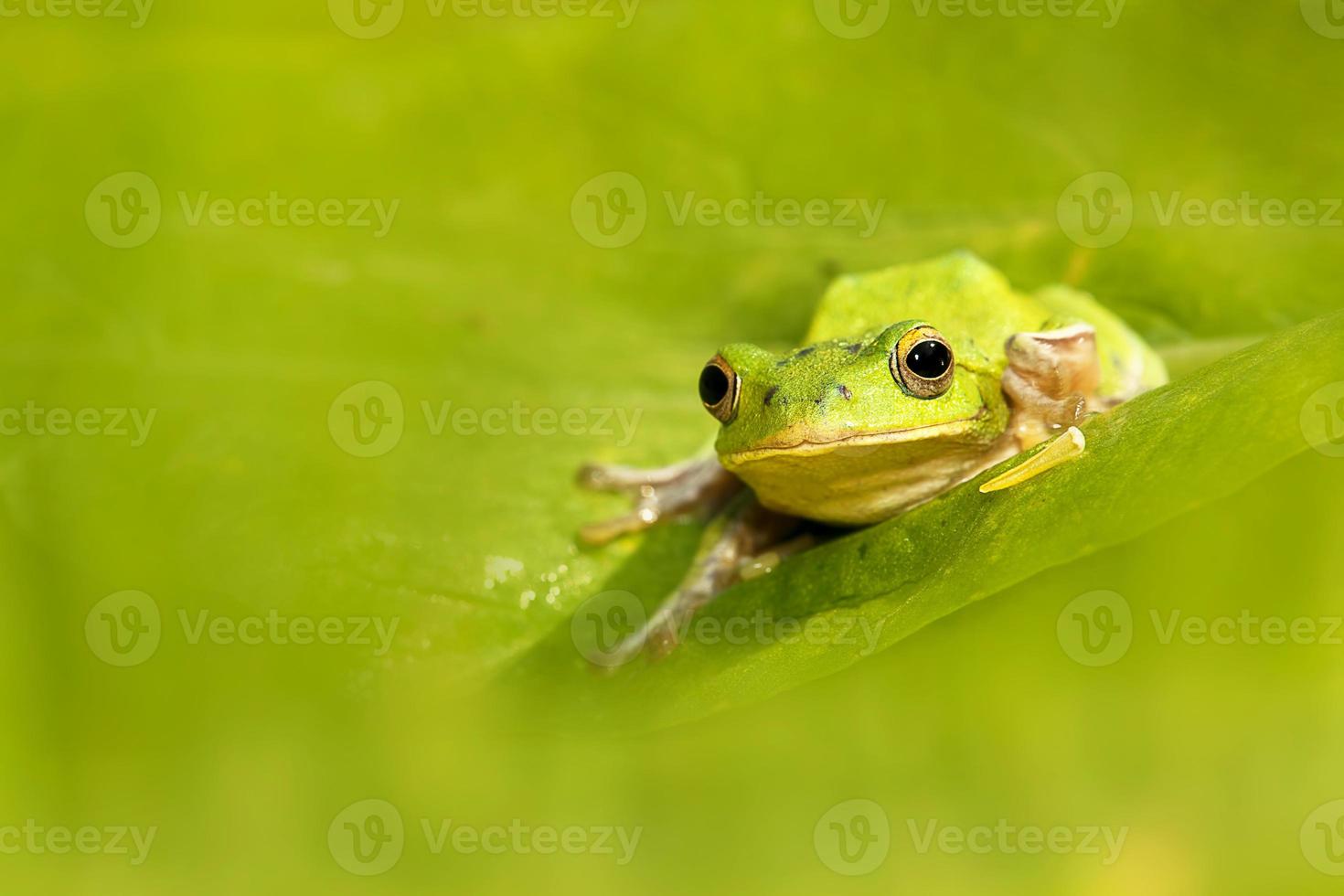 Las ranas arborícolas están cortejando en el bosque, Taiwán foto