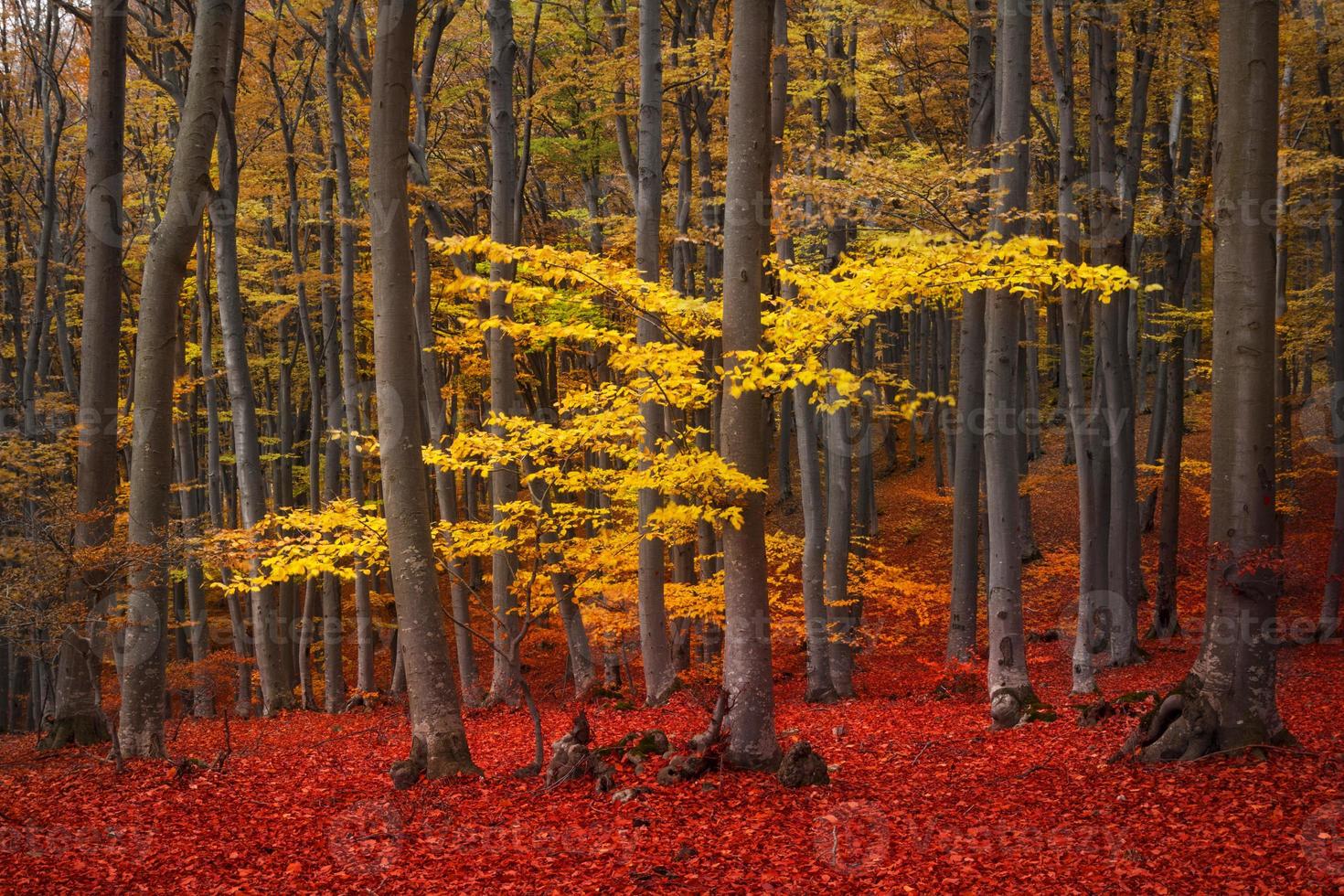 vista clara de árboles amarillos en el bosque foto