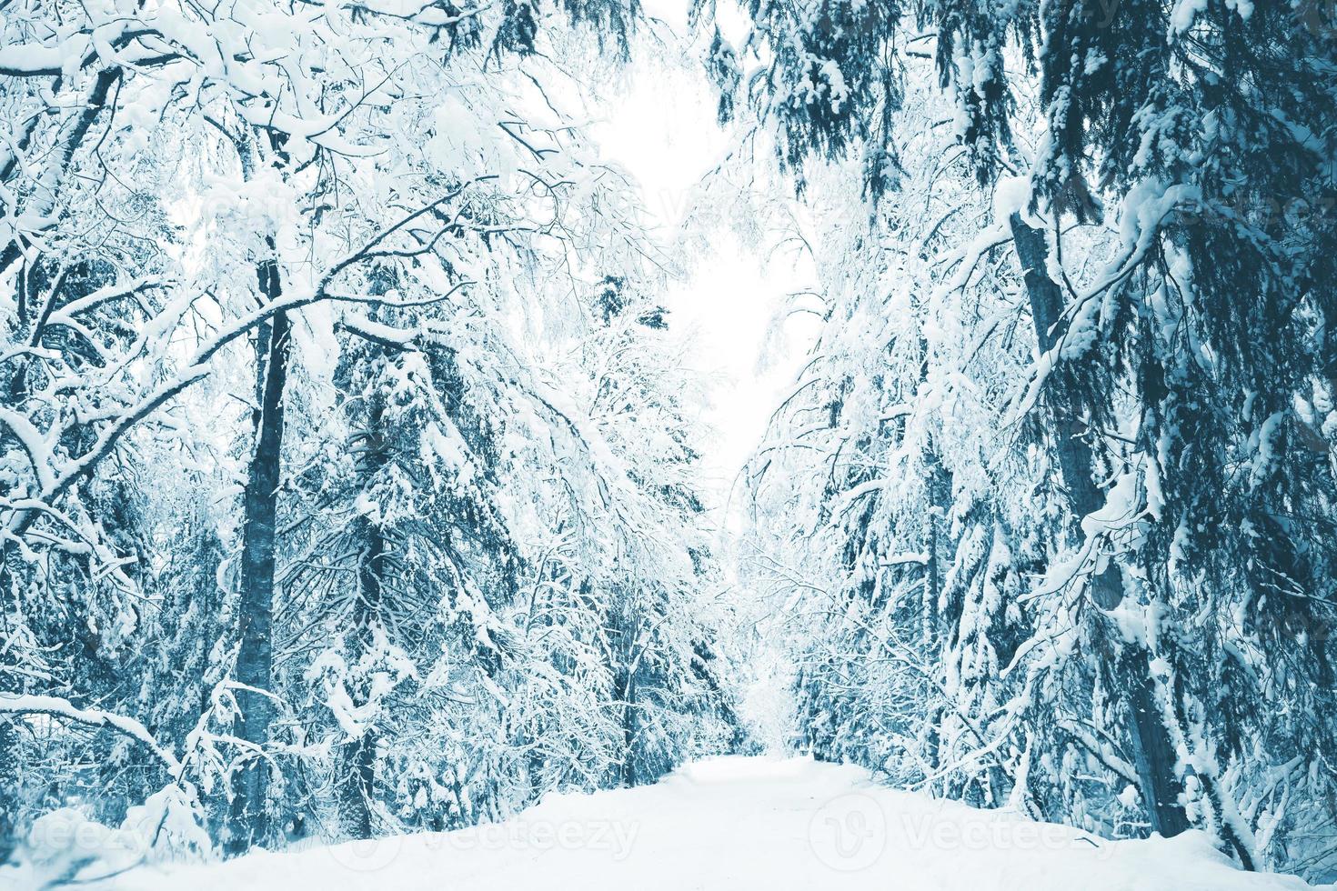 Russian Winter Beauty Nature  Free photo on Pixabay  Pixabay