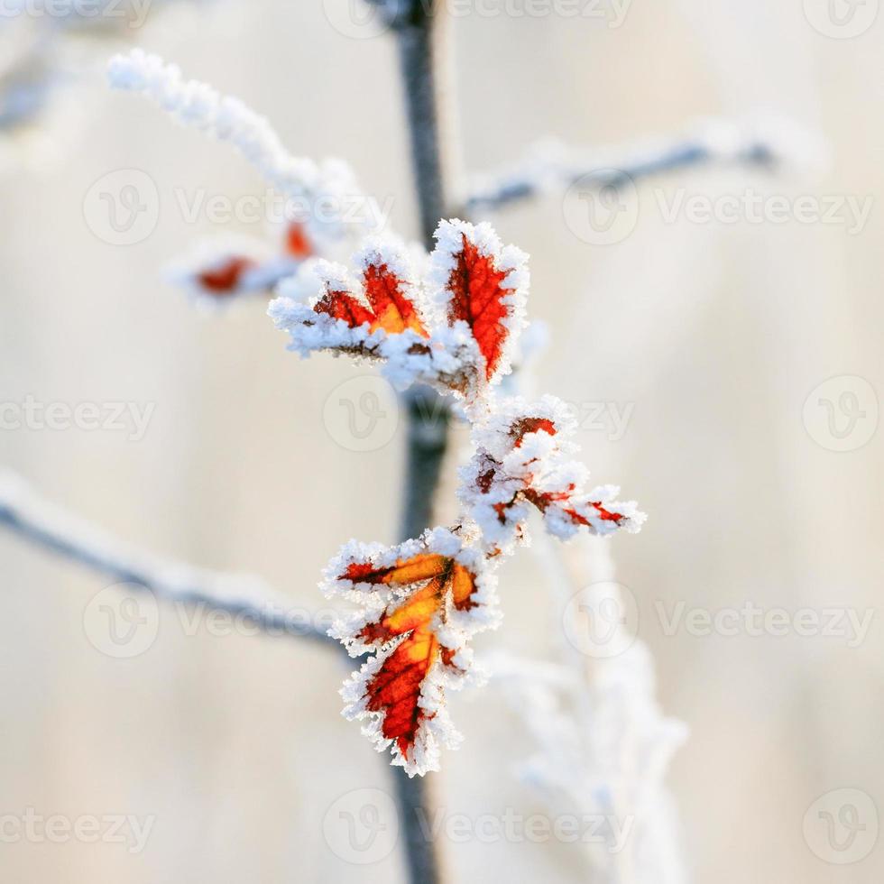 Winter background, hoarfrost on leaves photo