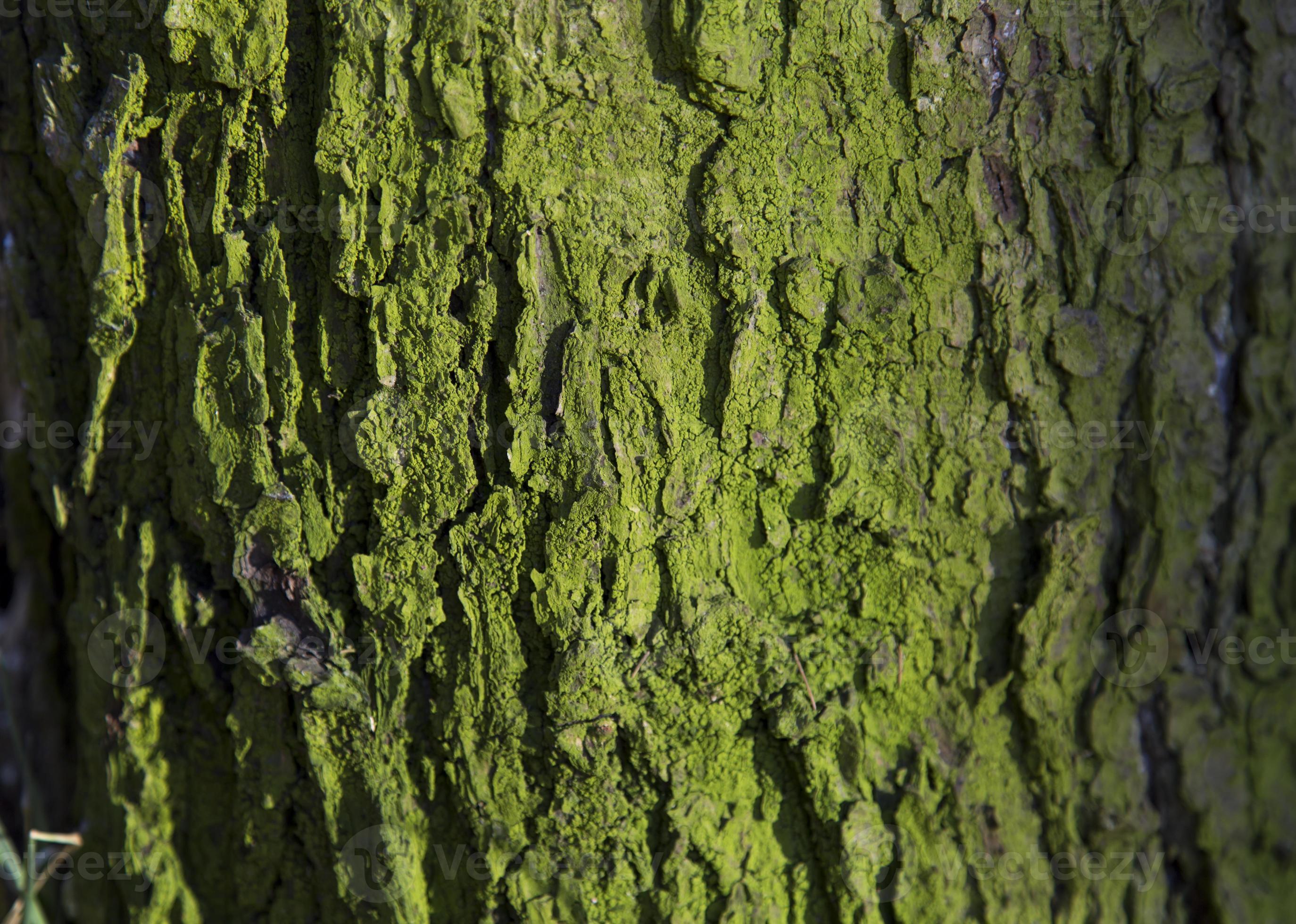 tronco de árbol cubierto de musgo foto