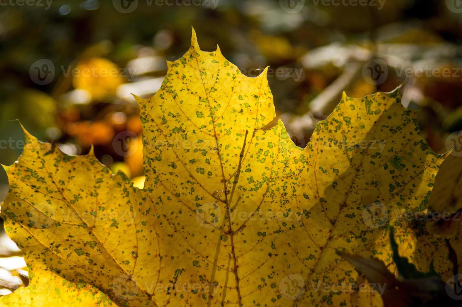 Golden Leaf Overexposed Sun Stock Photo Golden Leaf Overexposed Sun Stock Photo