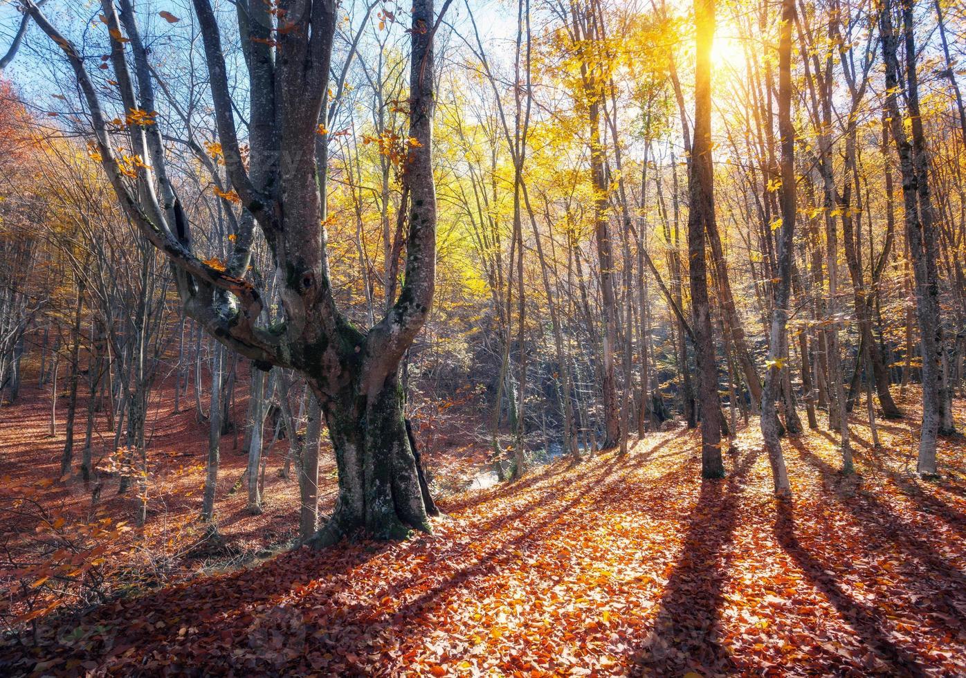Featured image of post Atardeceres Hermosos En El Bosque