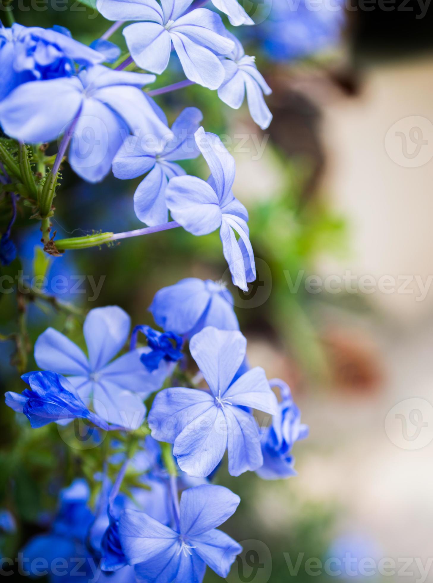 flor azul violeta 1322505 Foto de stock en Vecteezy