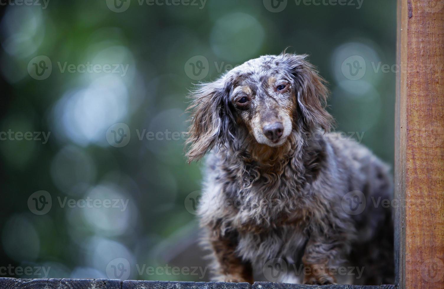 Dapple dachshund on wood deck photo