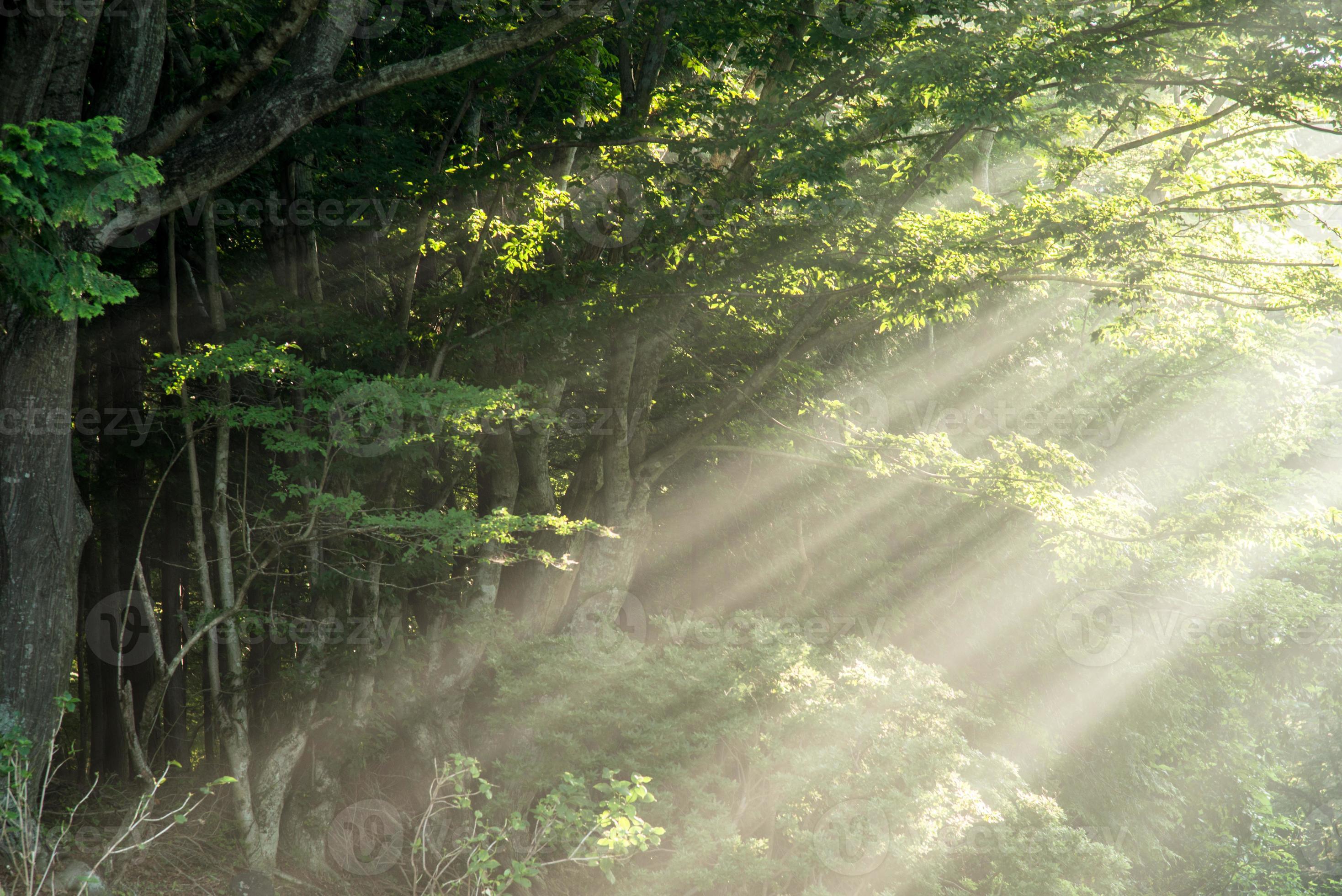 Sunlight filtering through trees 1322676 Stock Photo at Vecteezy