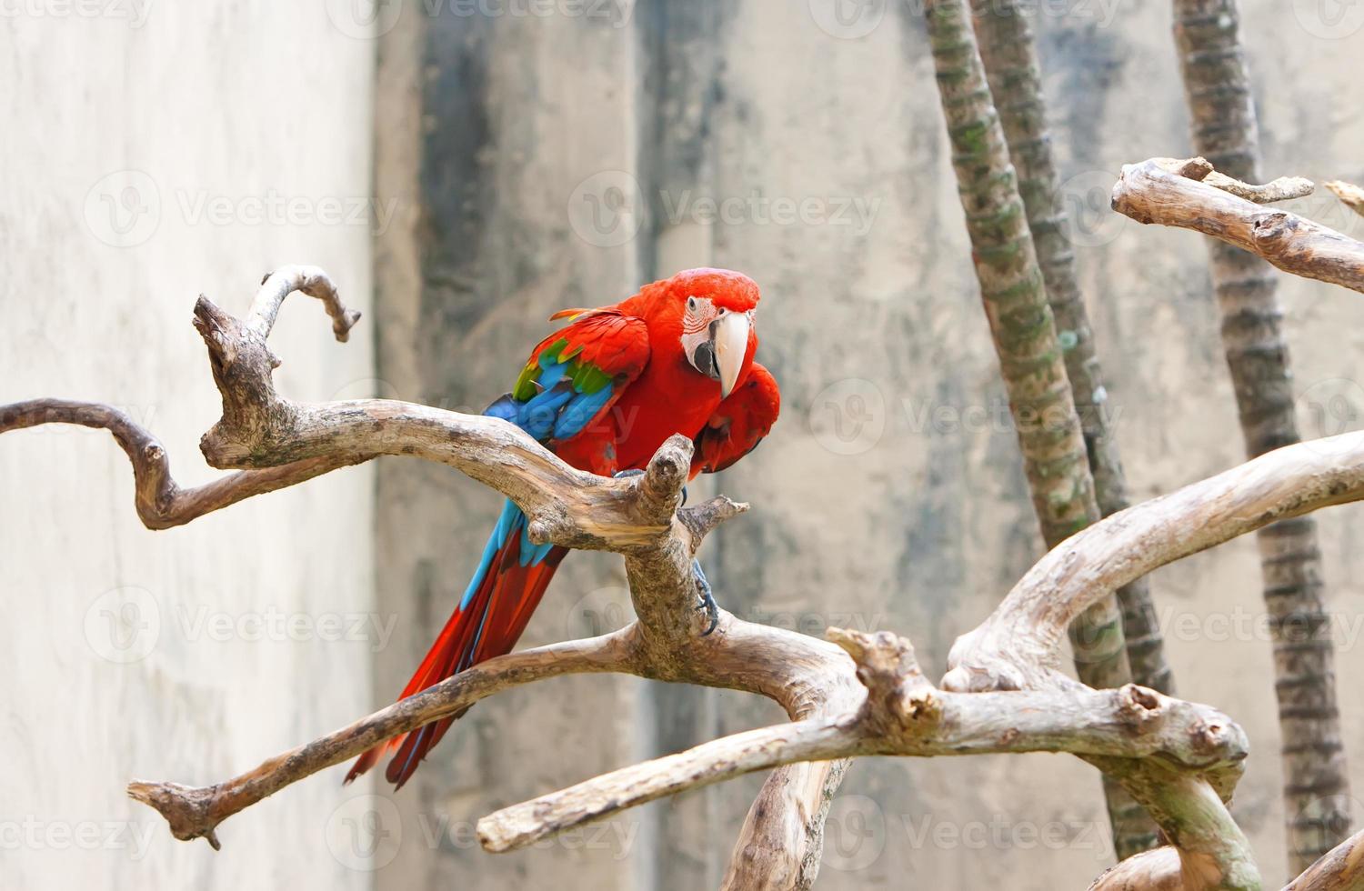 bright red macaw parrot, sitting on a branch. photo