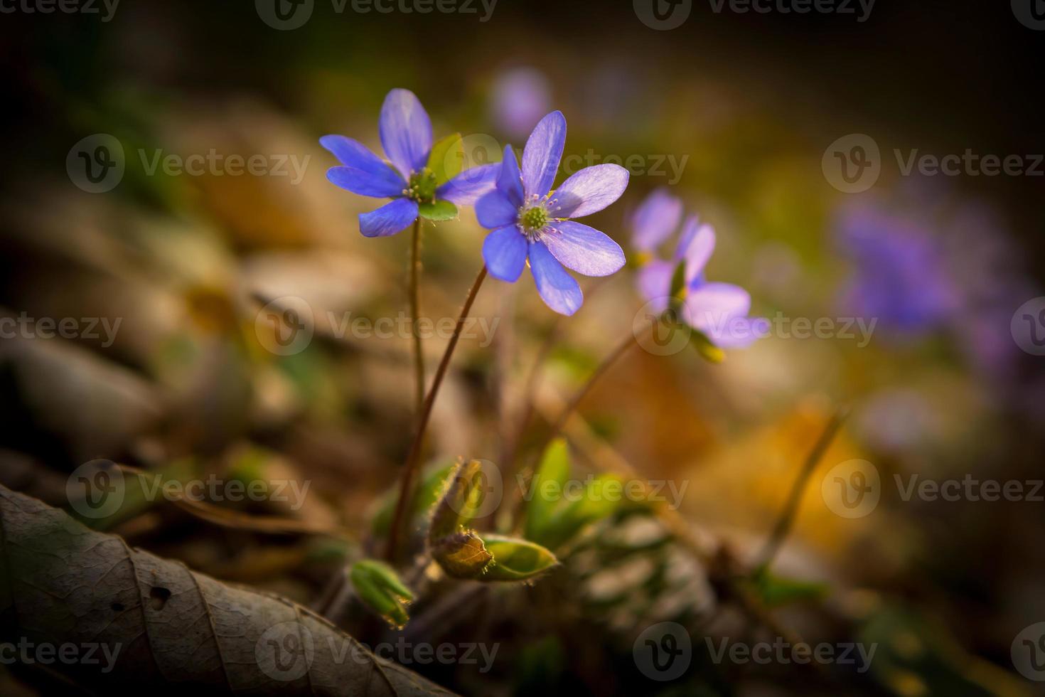 Blue sprigtime liverworts flower (hepatica nobilis) photo