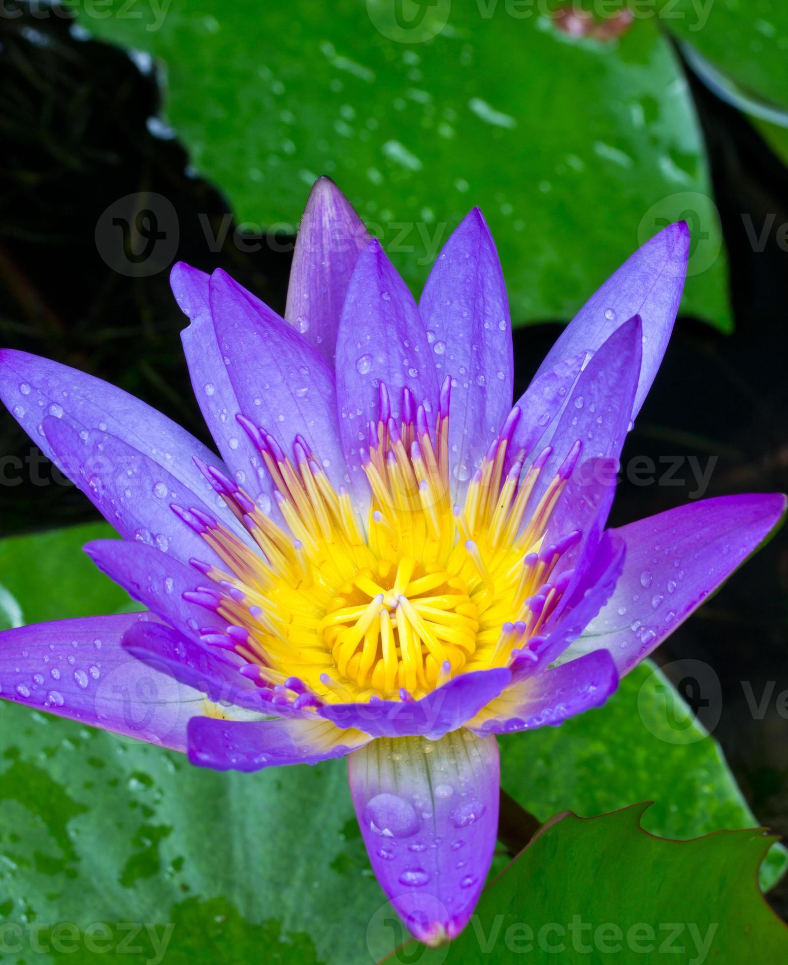 flor de loto violeta con polen amarillo. foto
