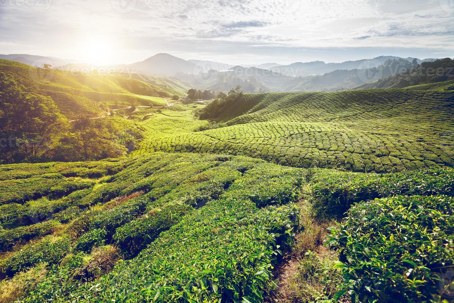 Tea plantation in Cameron highlands photo