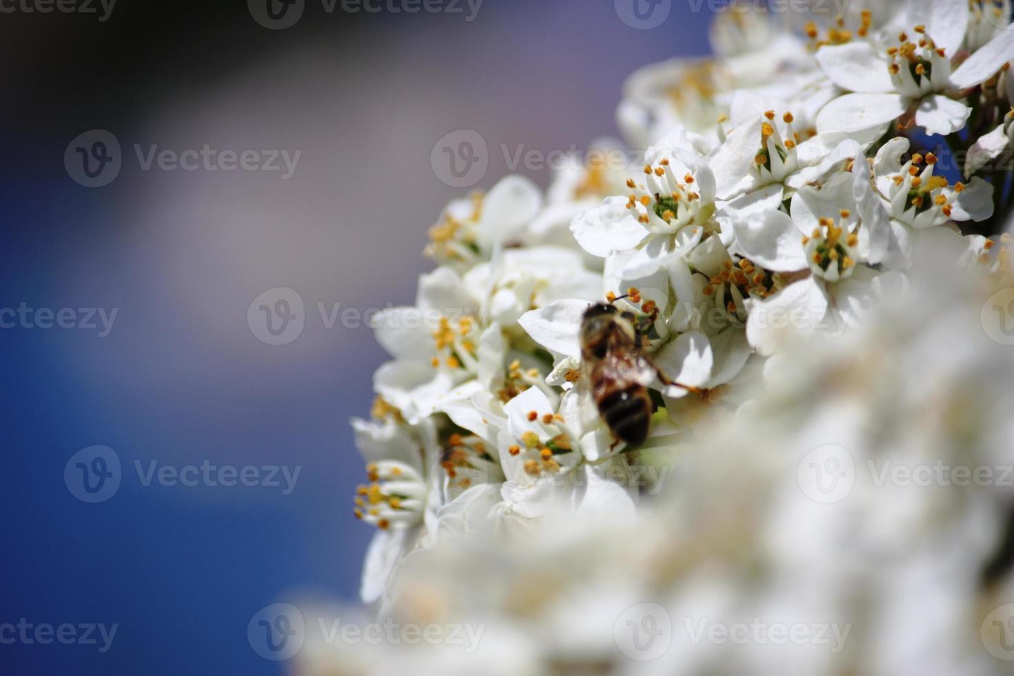 Viburnum tinus bola de nieve abeja sobre flores blancas cielo azul de cerca 1324336 Foto de stock en Vecteezy Viburnum tinus bola de nieve abeja sobre flores blancas cielo azul de cerca 1324336 Foto de stock en Vecteezy