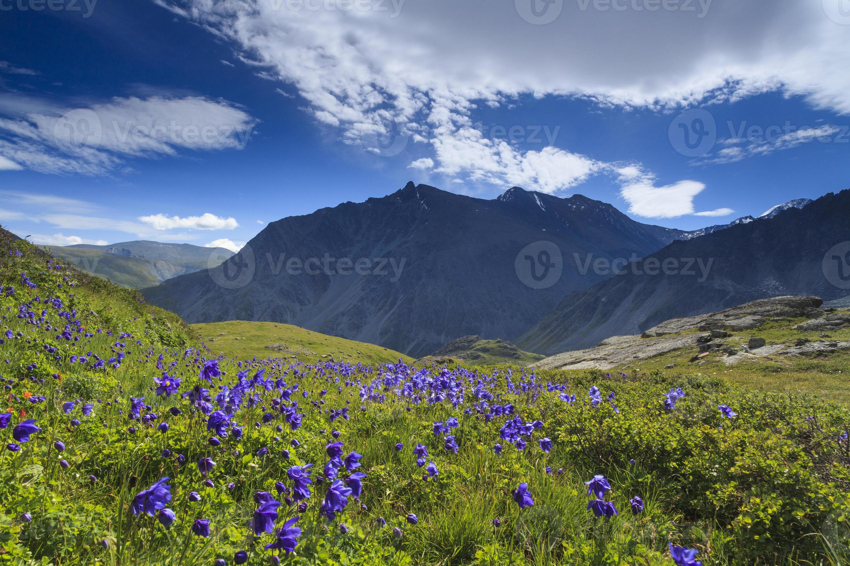 Beautiful mountain landscape with flowers and blue sky 1324372 Stock ...